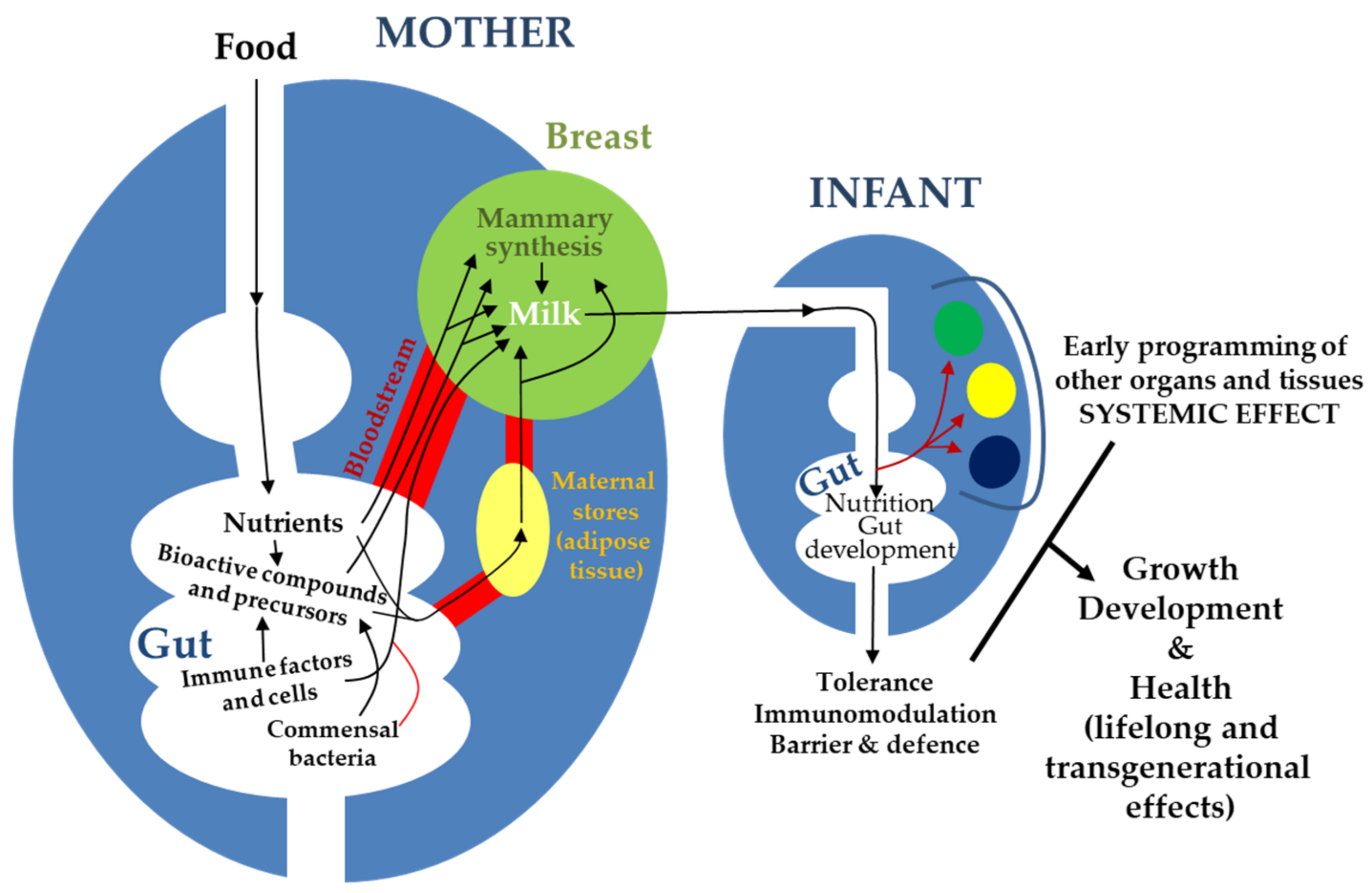 Nutrients 13 00606 g001