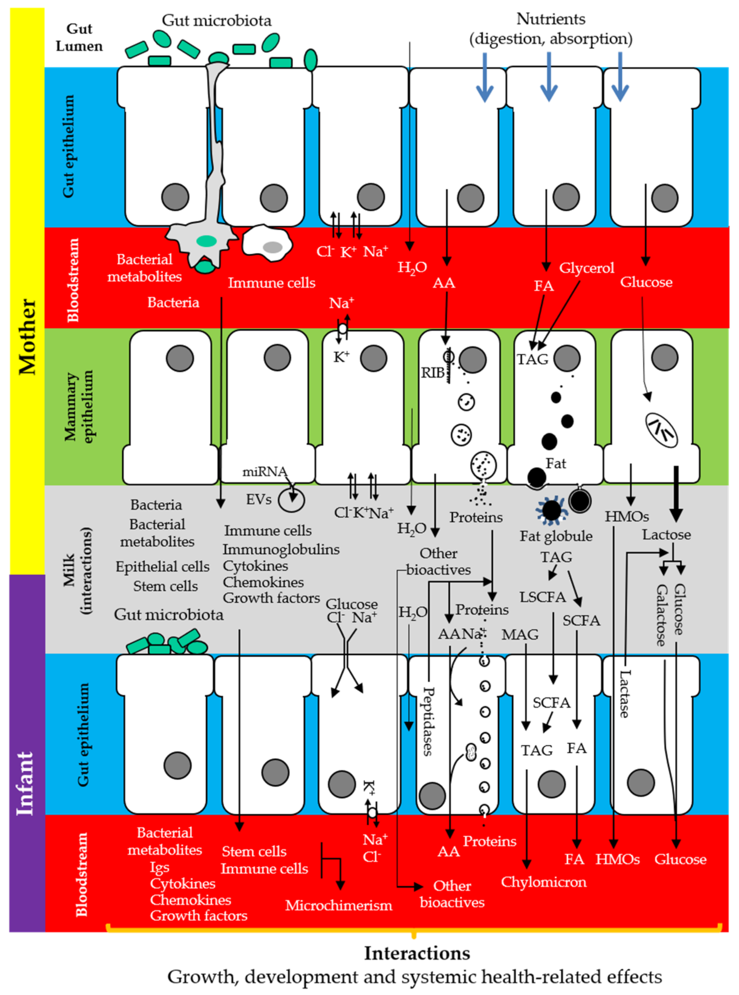 Nutrients 13 00606 g002
