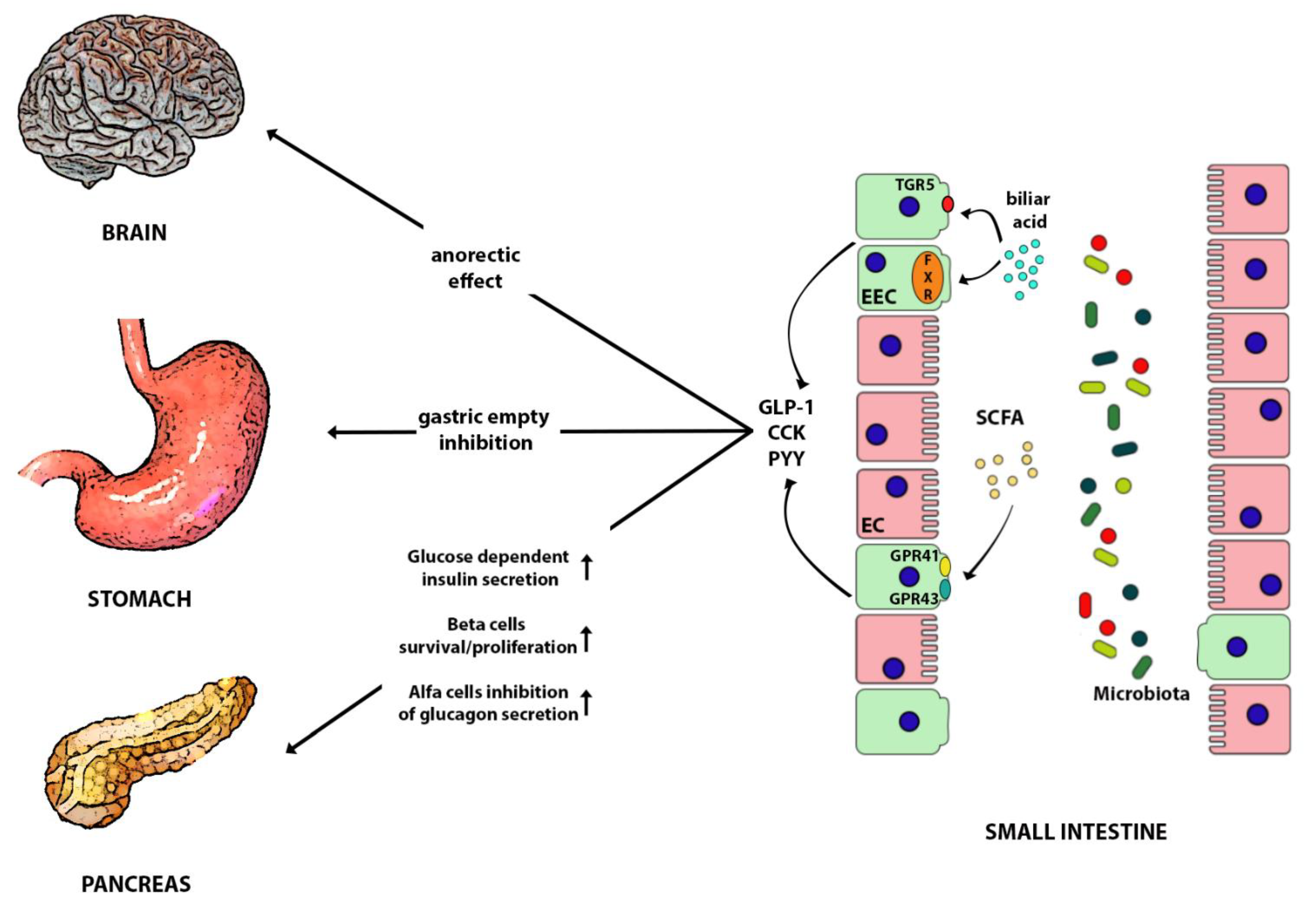 Nutrients 13 00613 g002