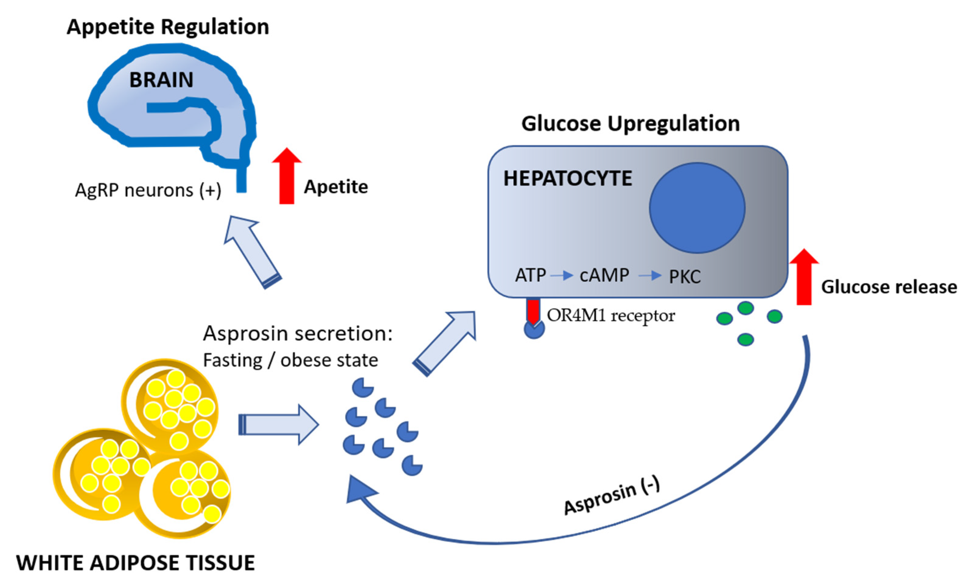 Nutrients 13 00620 g002