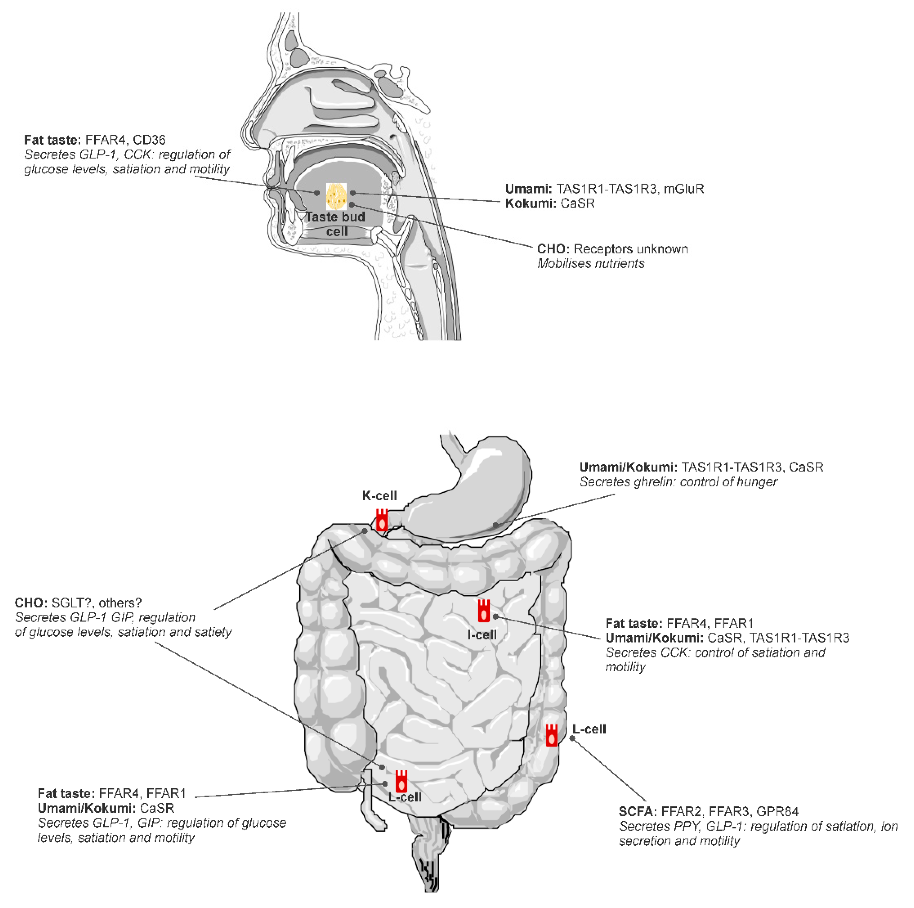 Nutrients 13 00667 g001
