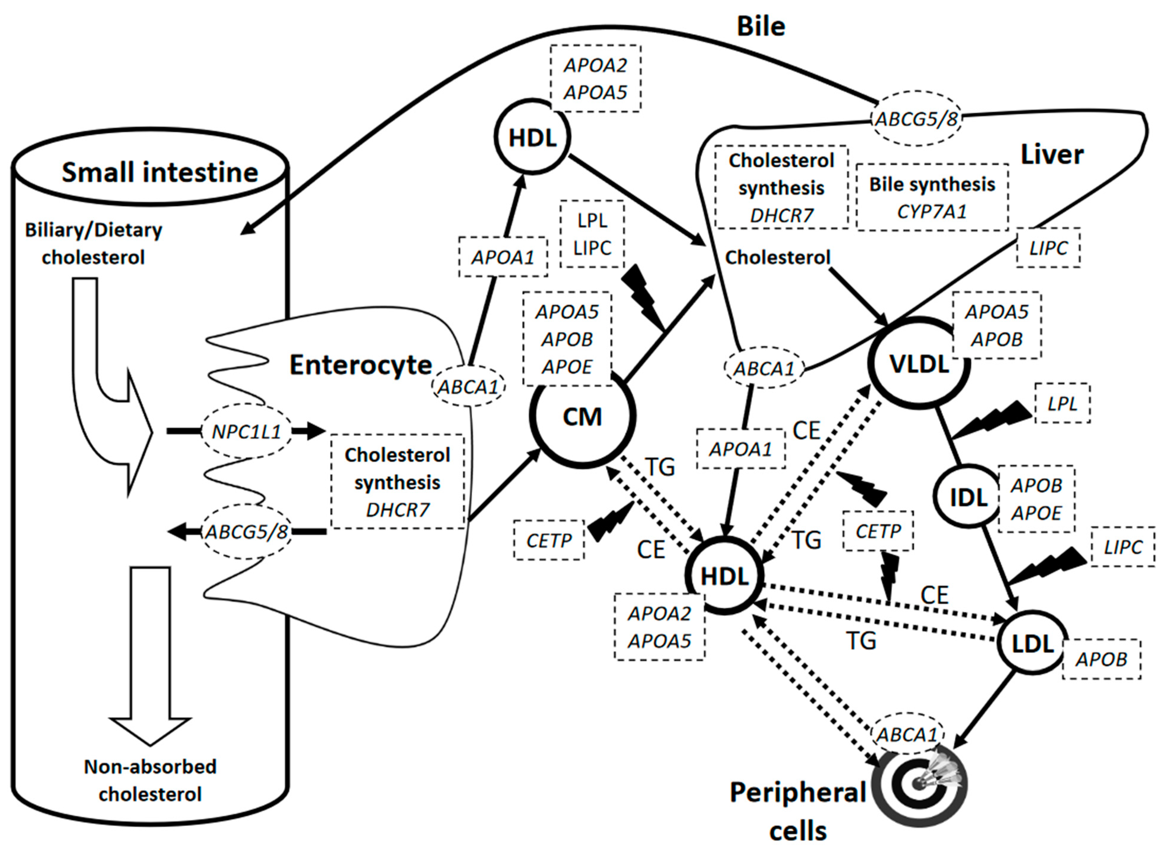 Nutrients 13 00695 g001