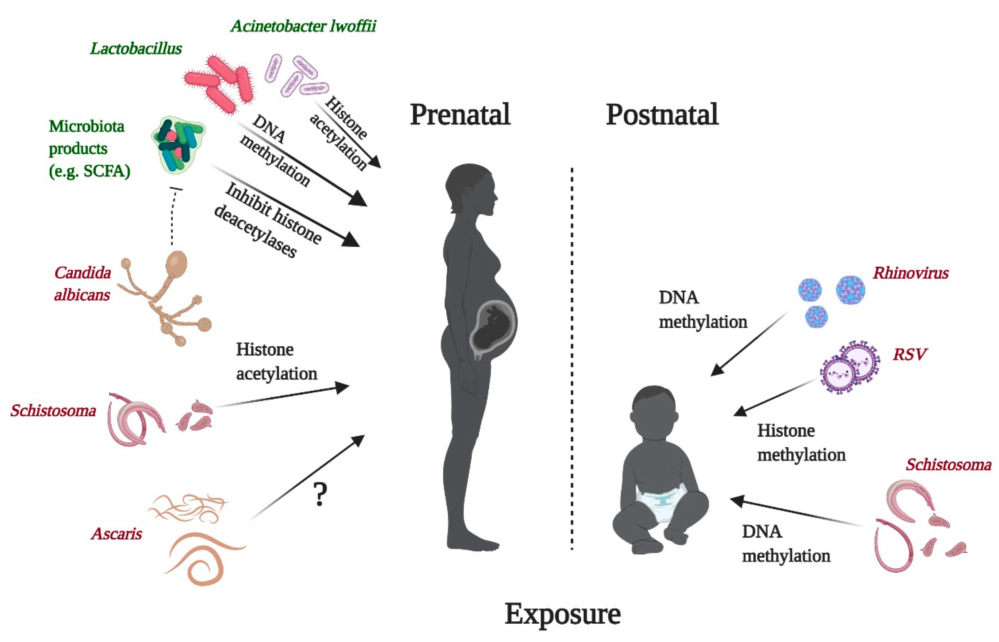 Nutrients 13 00724 g008