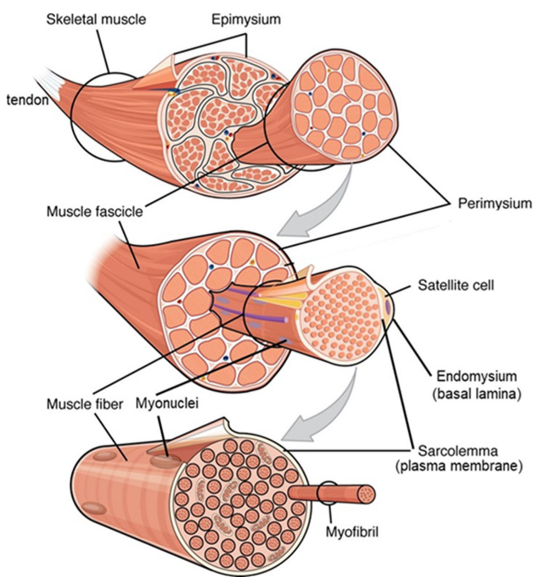 Nutrients 13 00729 g003