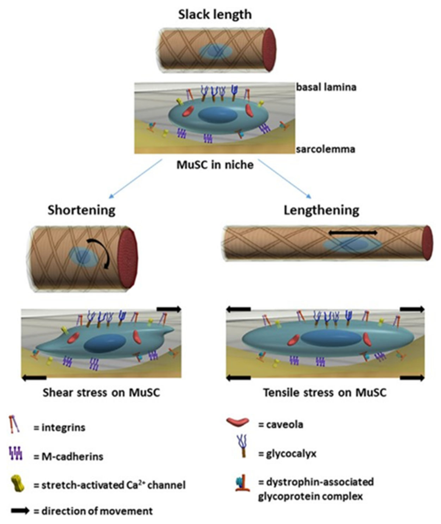 Nutrients 13 00729 g006