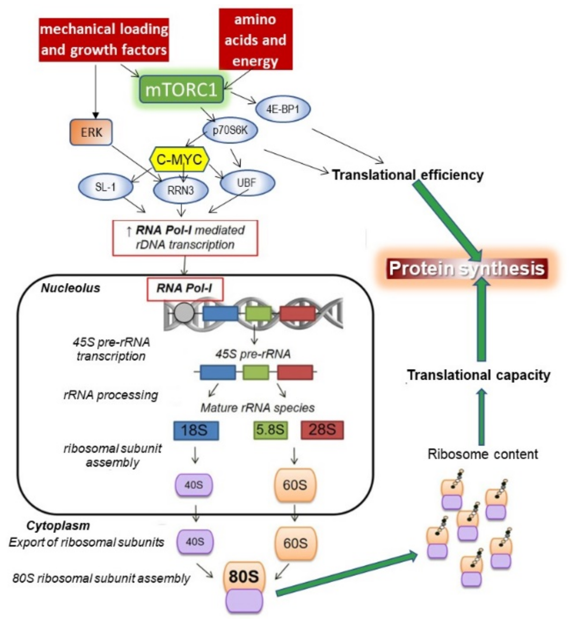 Nutrients 13 00729 g011