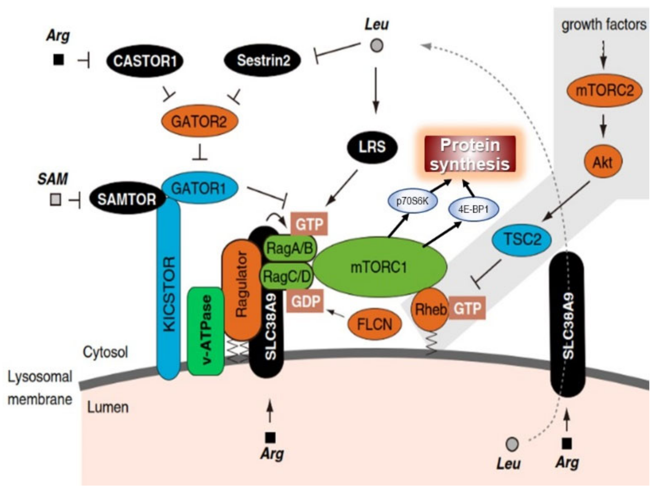 Nutrients 13 00729 g013