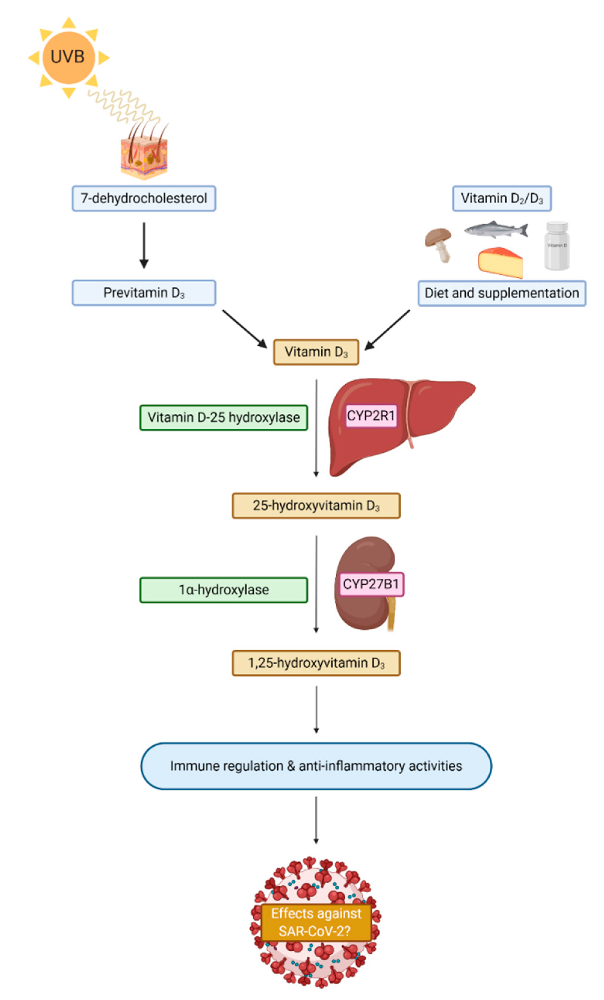 Nutrients 13 00740 g002