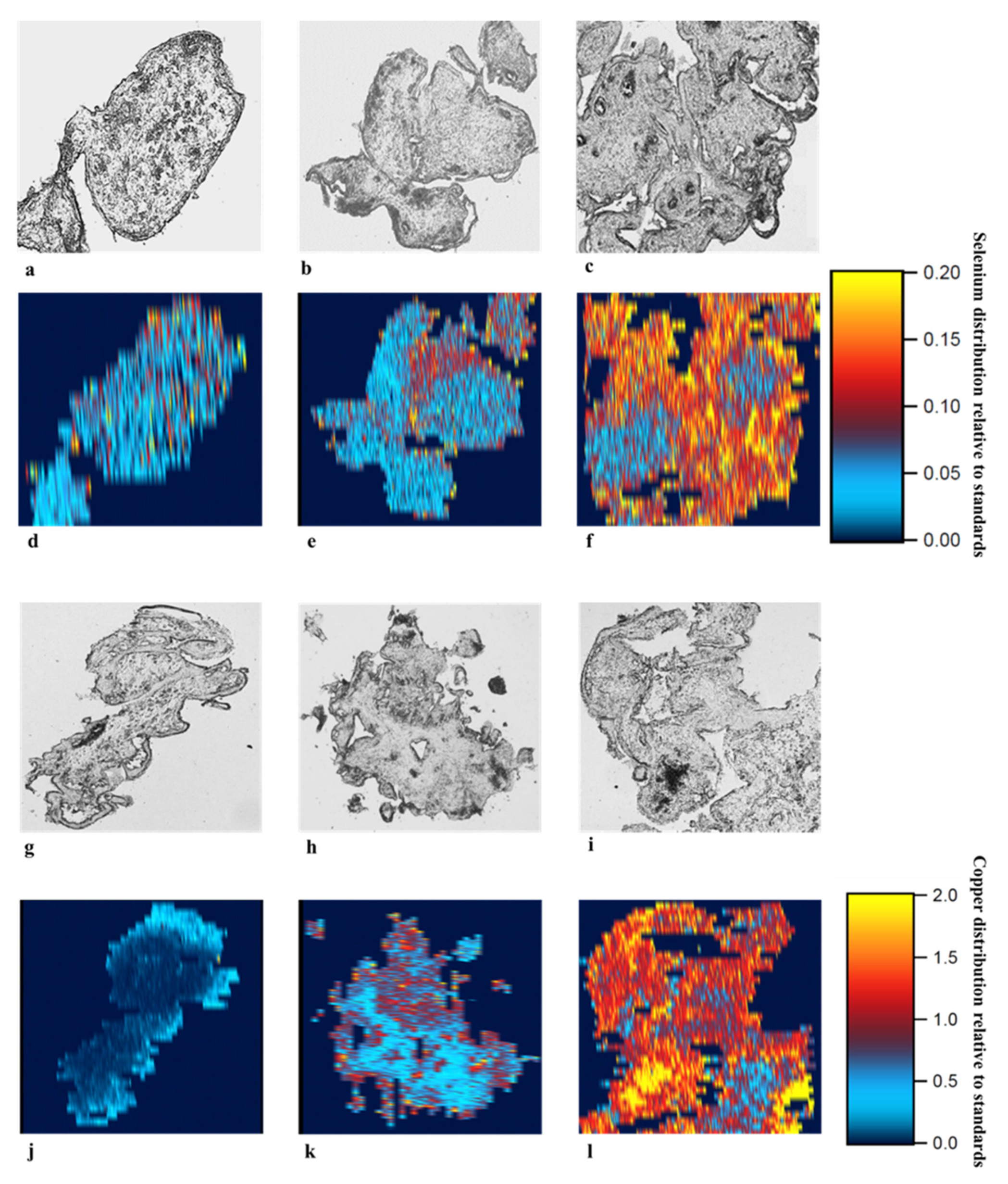 Nutrients 13 00800 g001