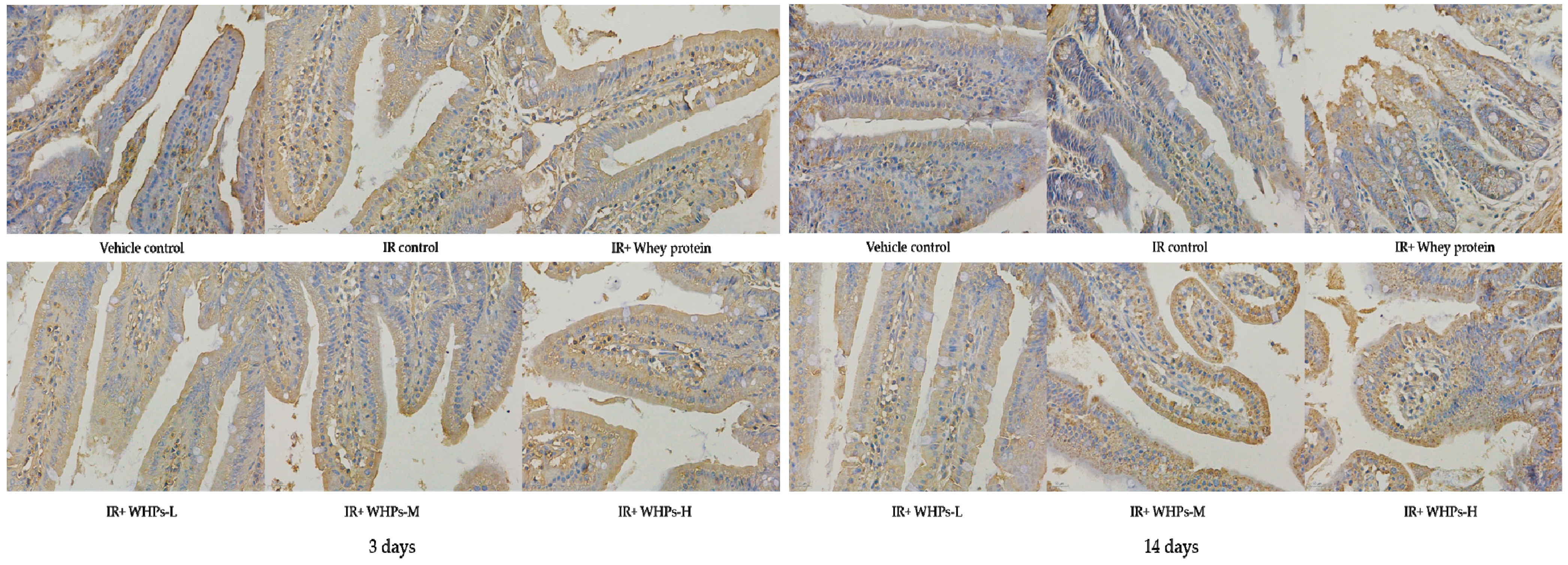 Nutrients 13 00816 g008