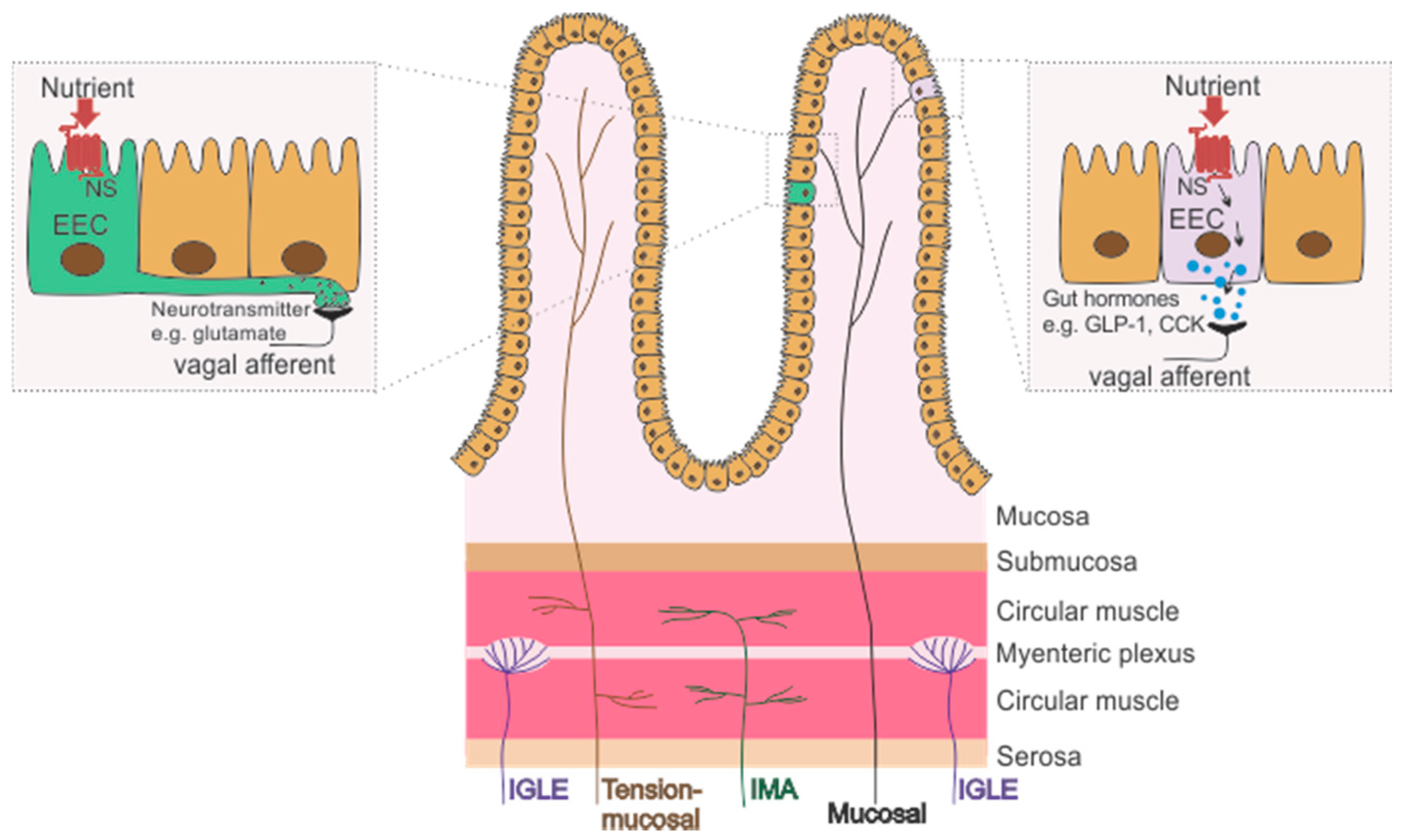 Nutrients 13 00844 g001