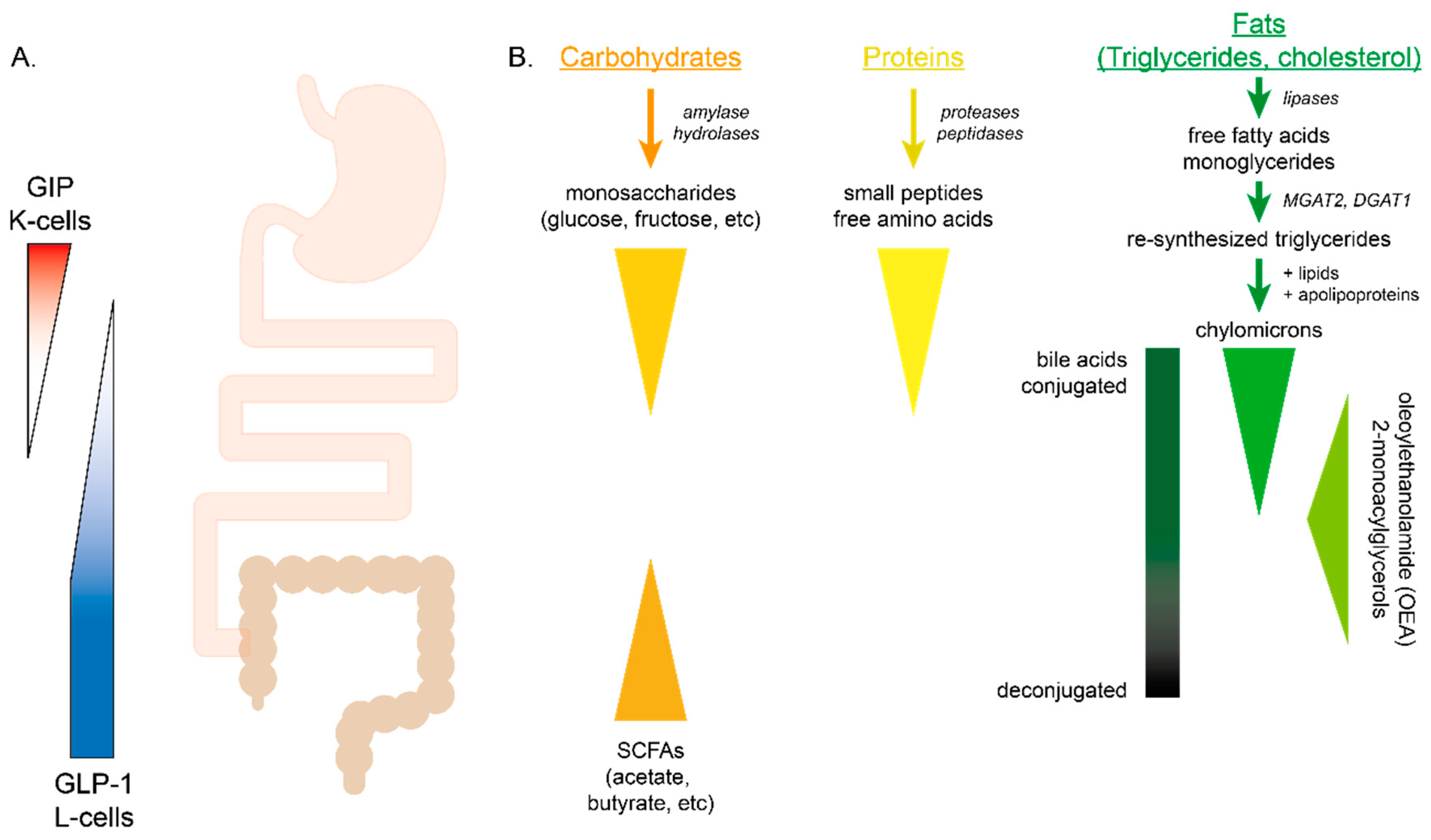 Nutrients 13 00883 g001