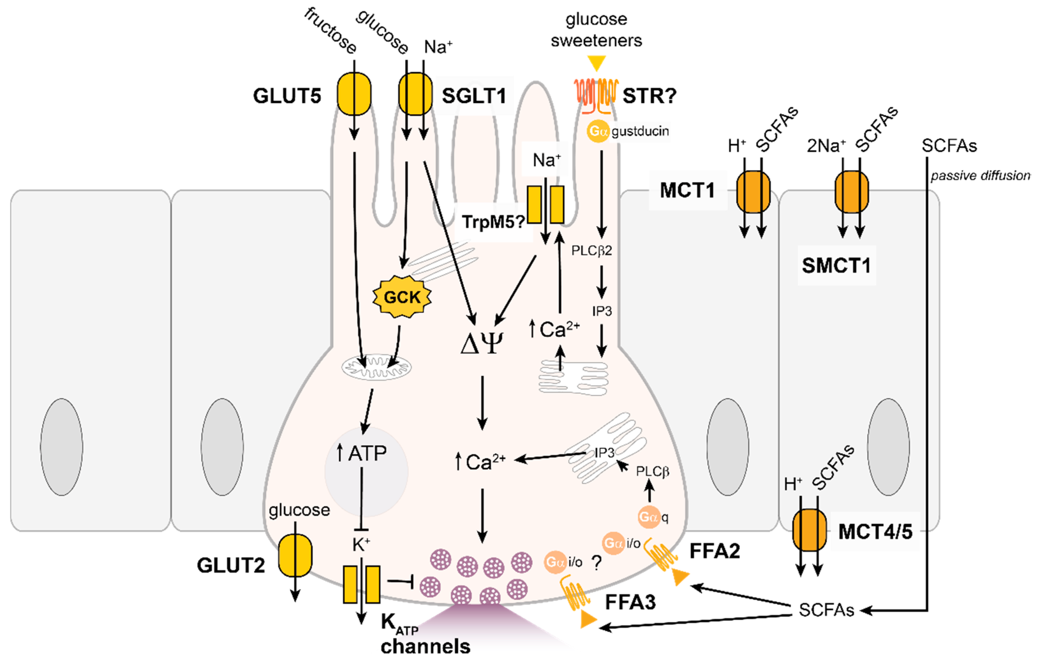Nutrients 13 00883 g002