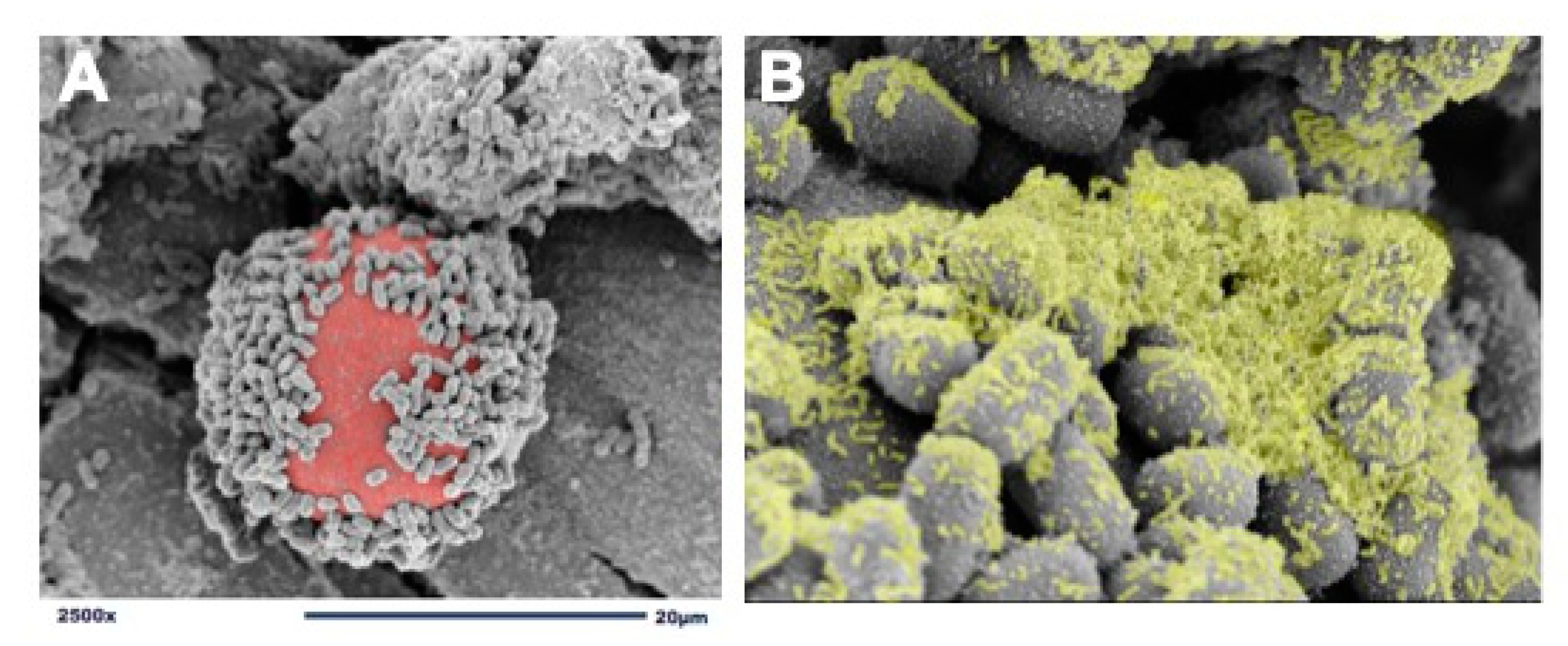 Nutrients 13 00918 g001
