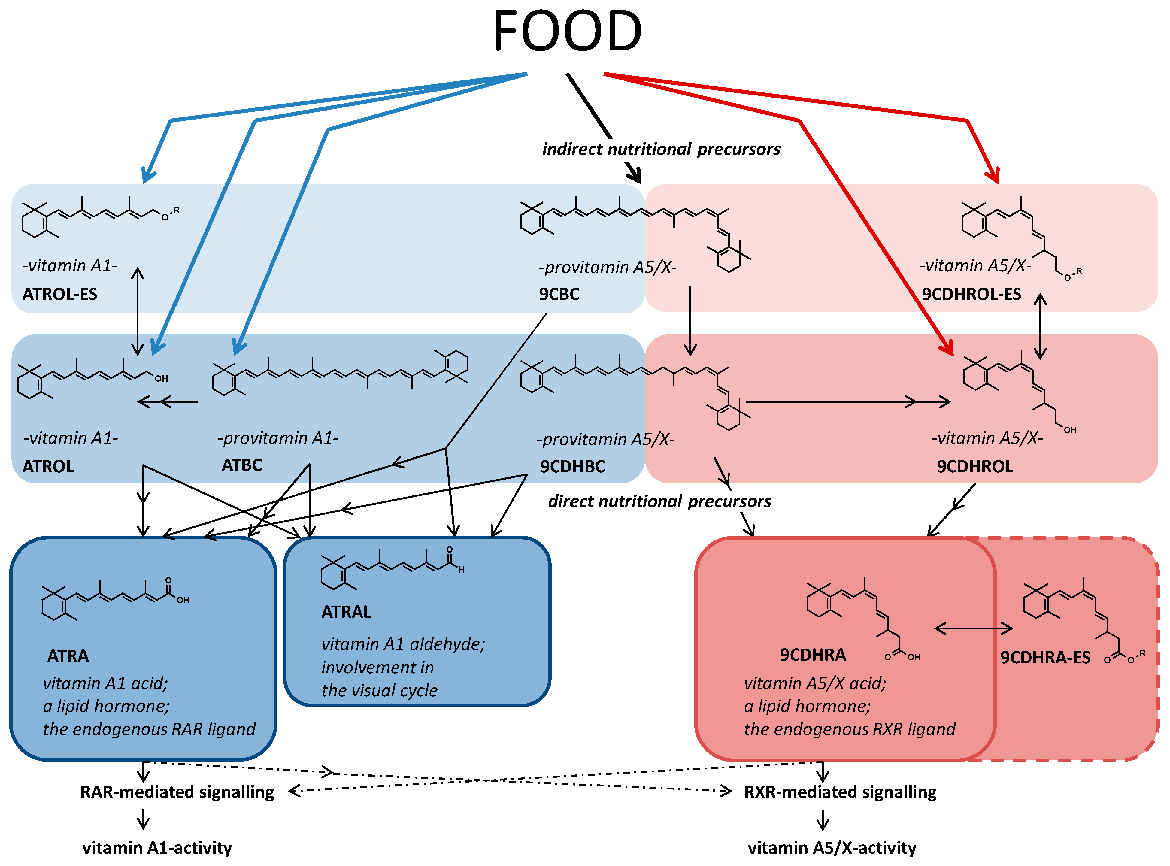Nutrients 13 00925 g005