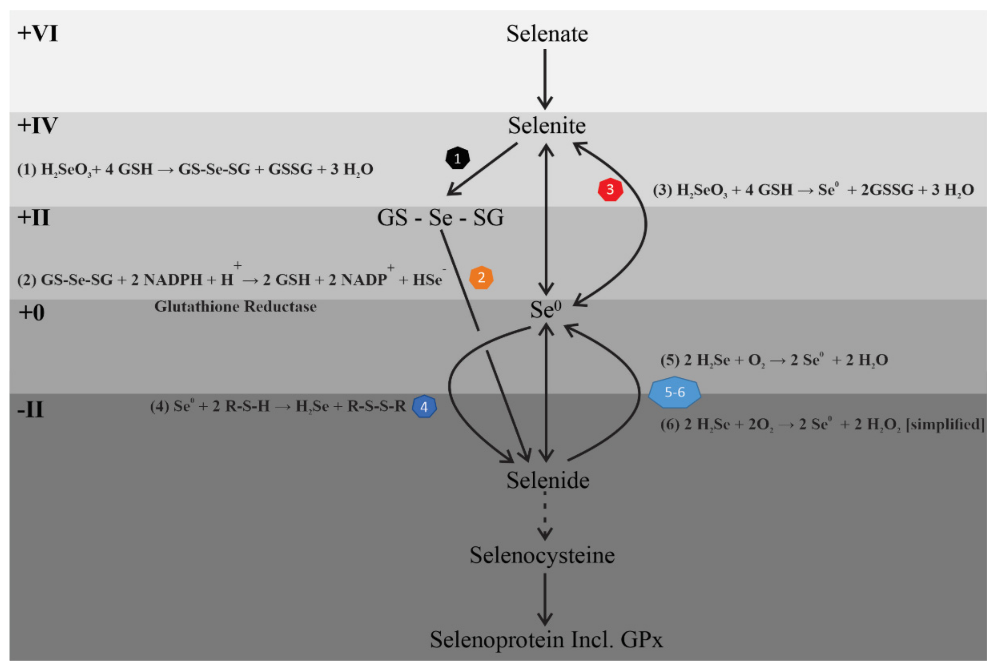 Nutrients 13 01073 g006