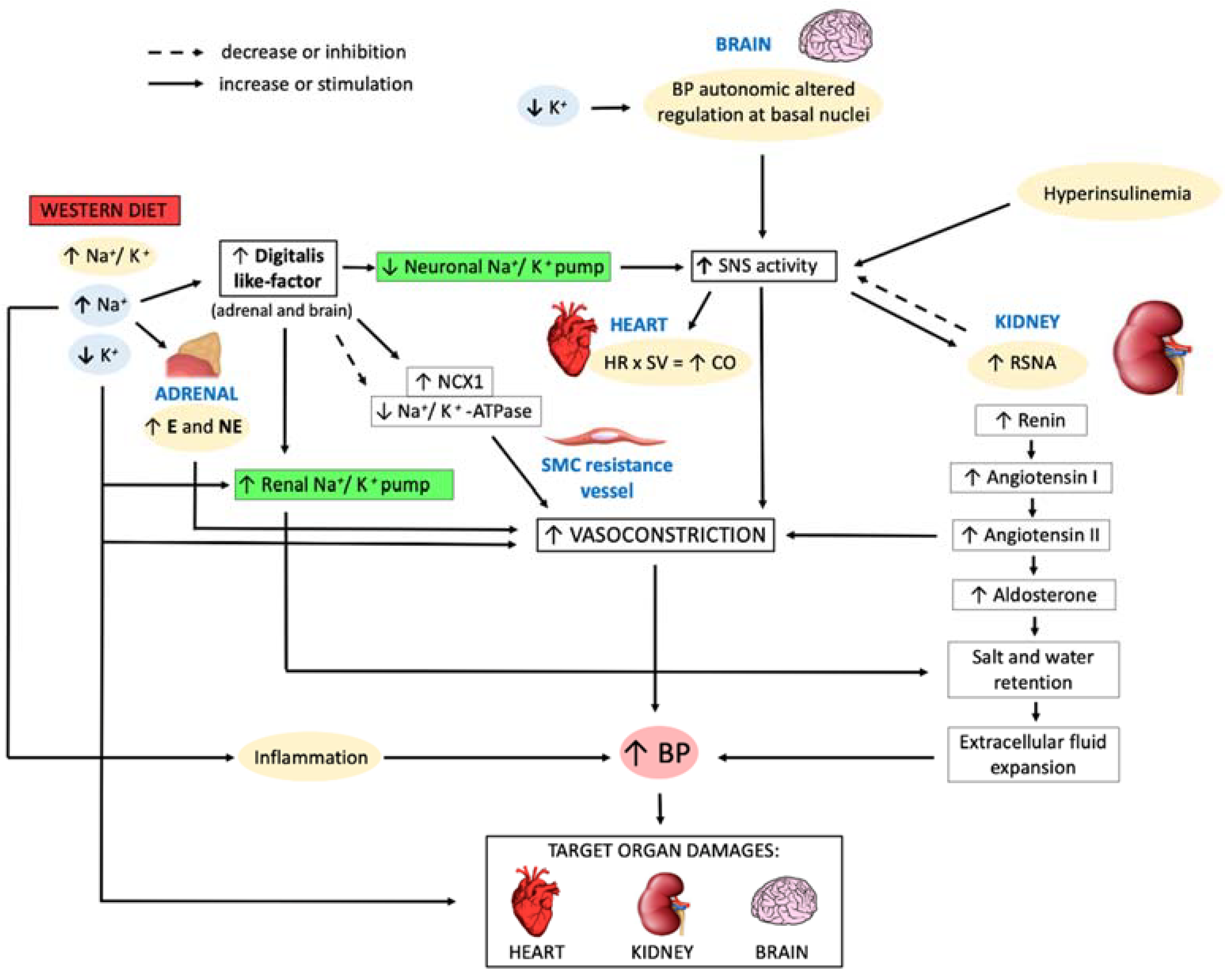 Nutrients 13 01162 g001 Nutrients 13 01162 g001