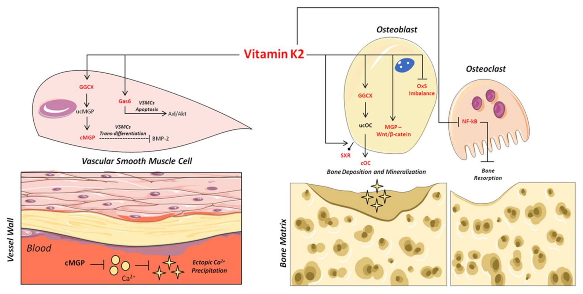 Nutrients 13 01222 g002