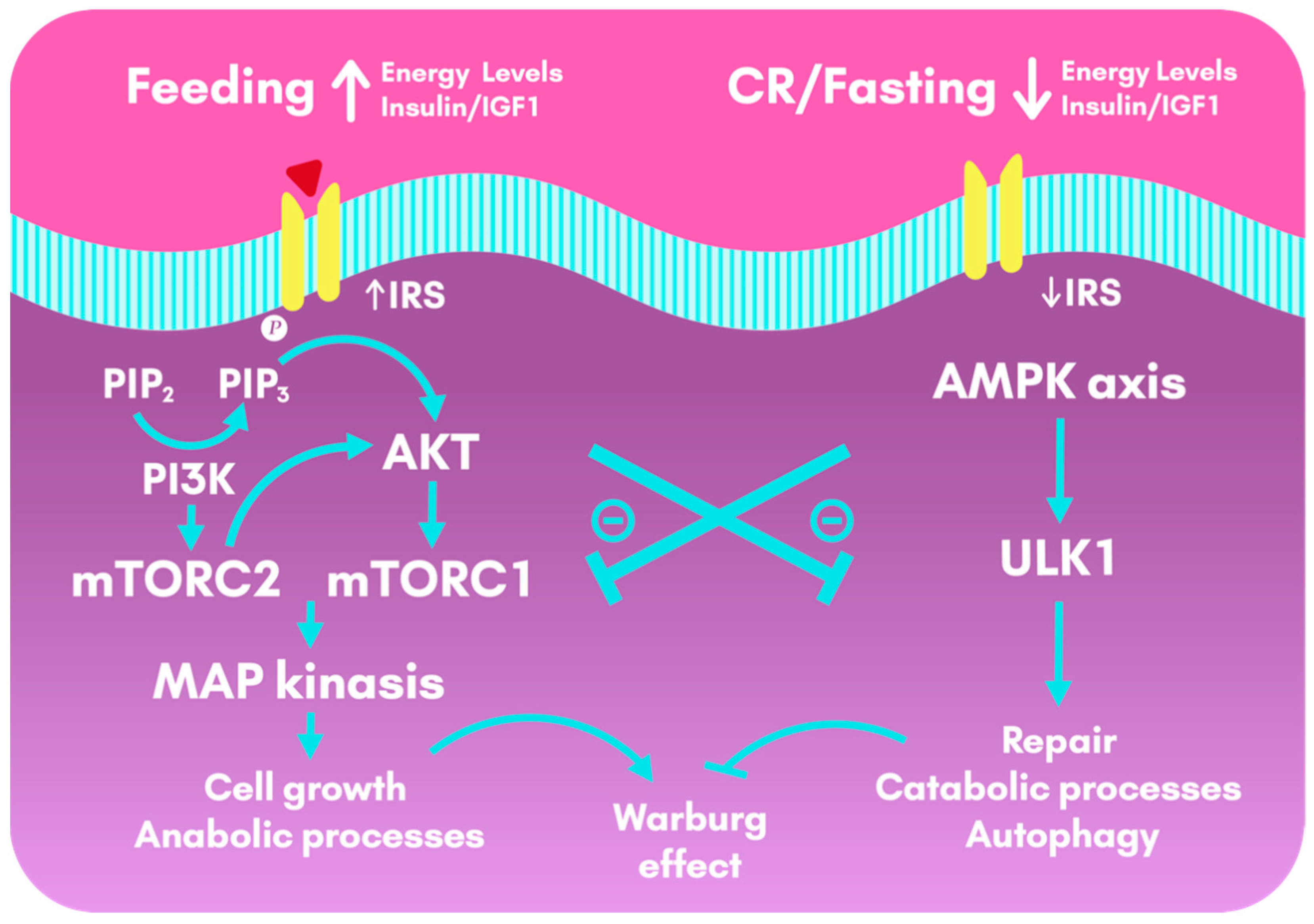 Nutrients 13 01302 g003