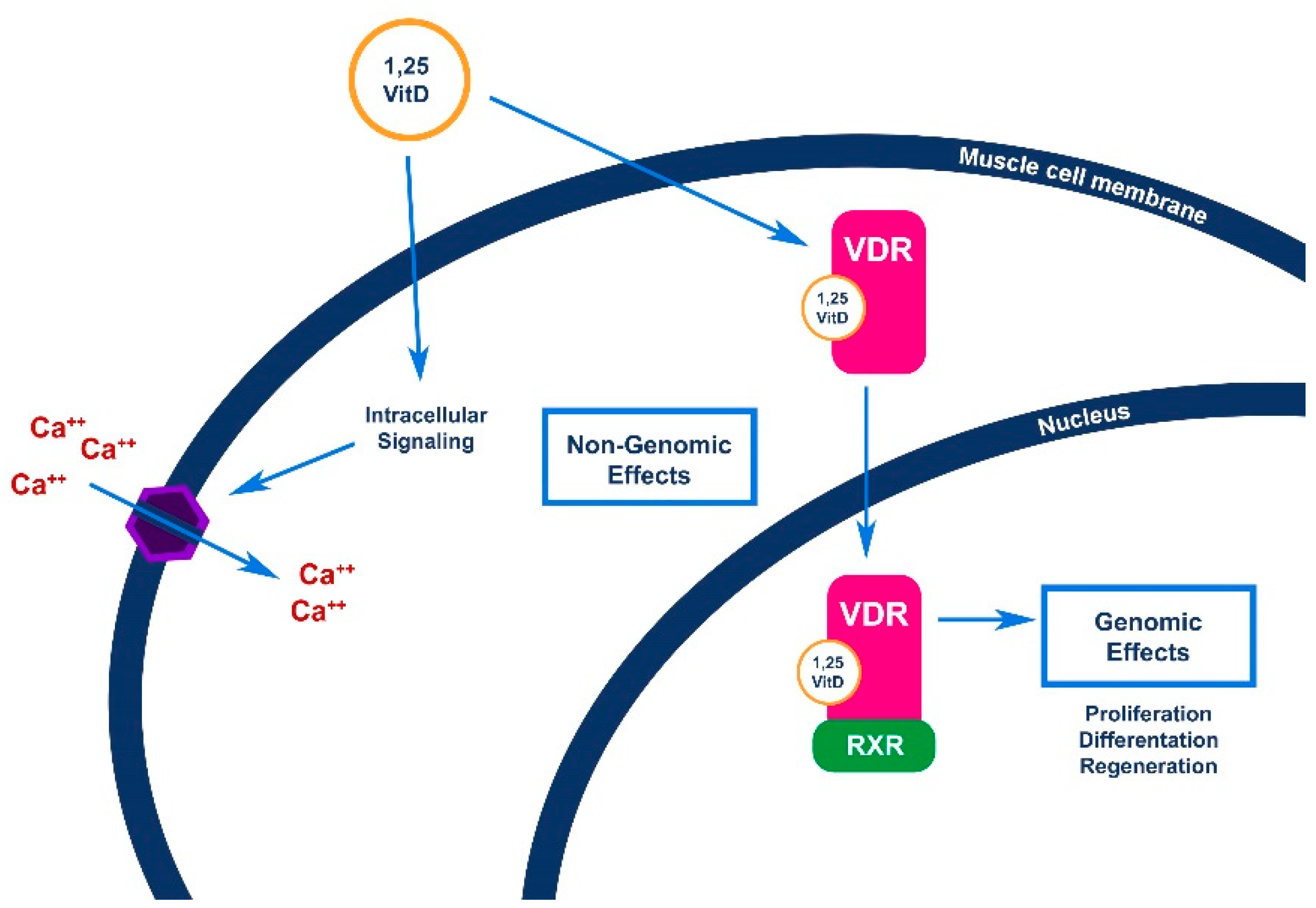 Nutrients 13 01378 g004