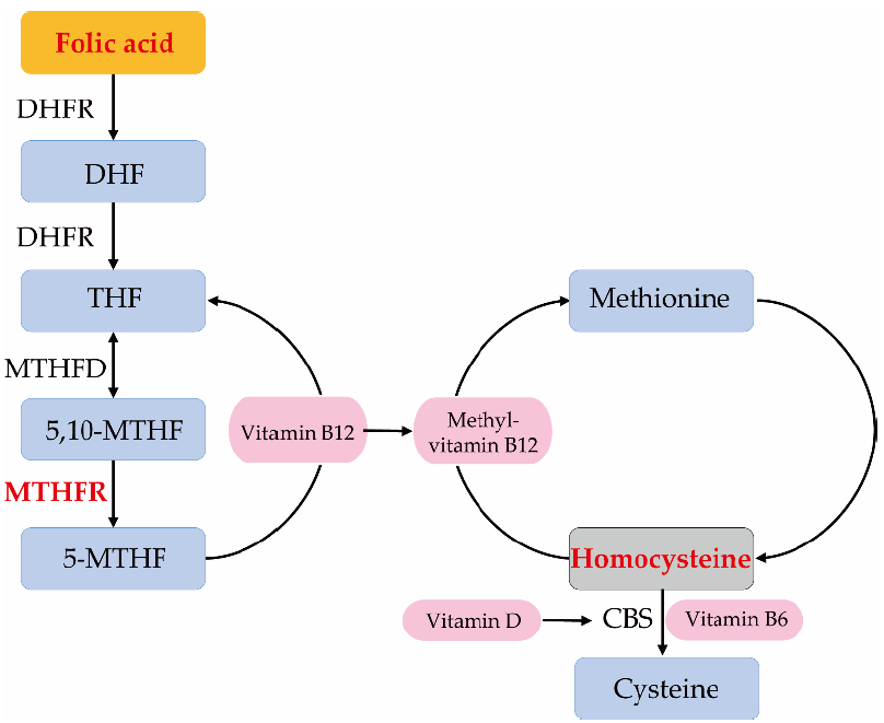 Nutrients 13 01381 g001