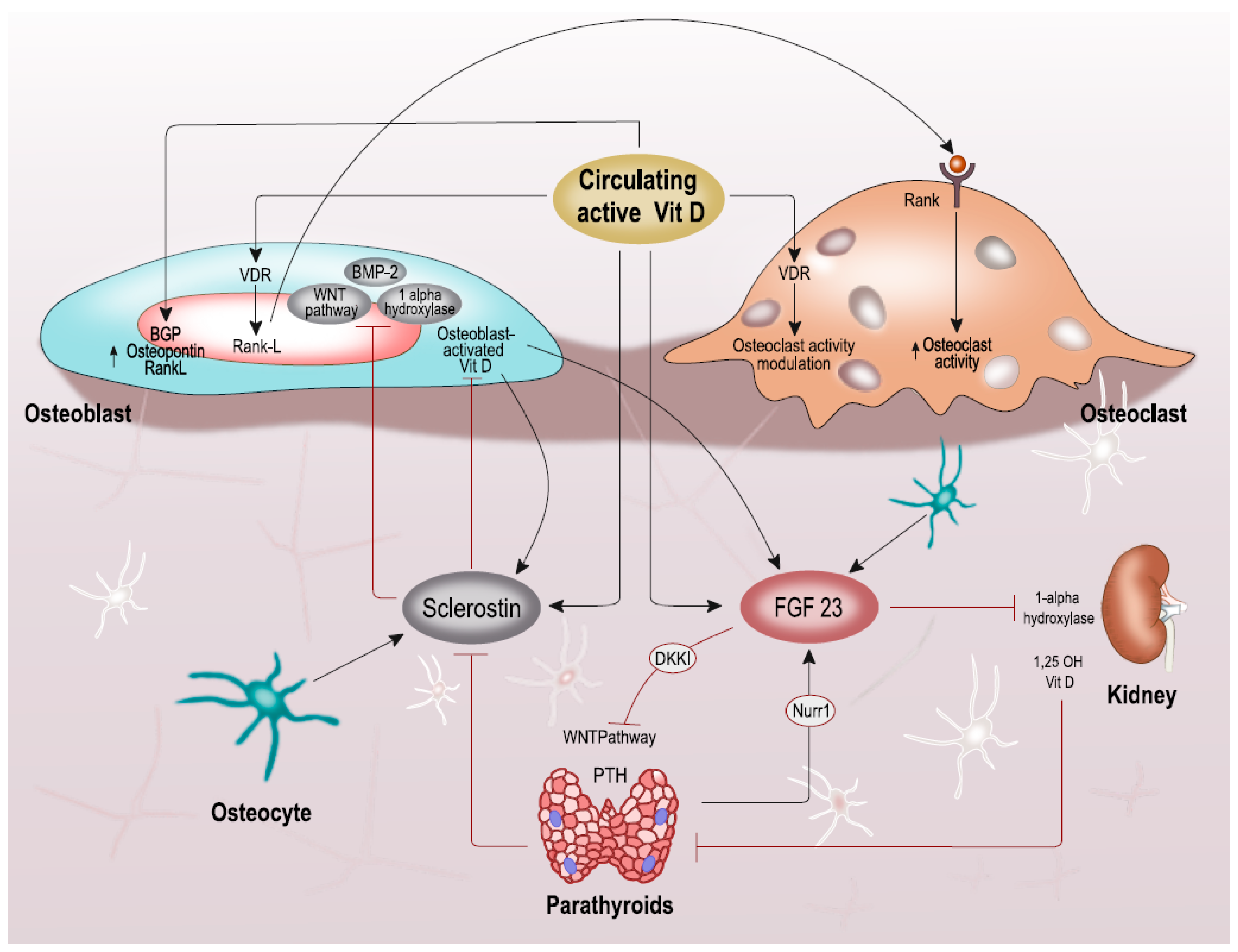 Nutrients 13 01453 g001