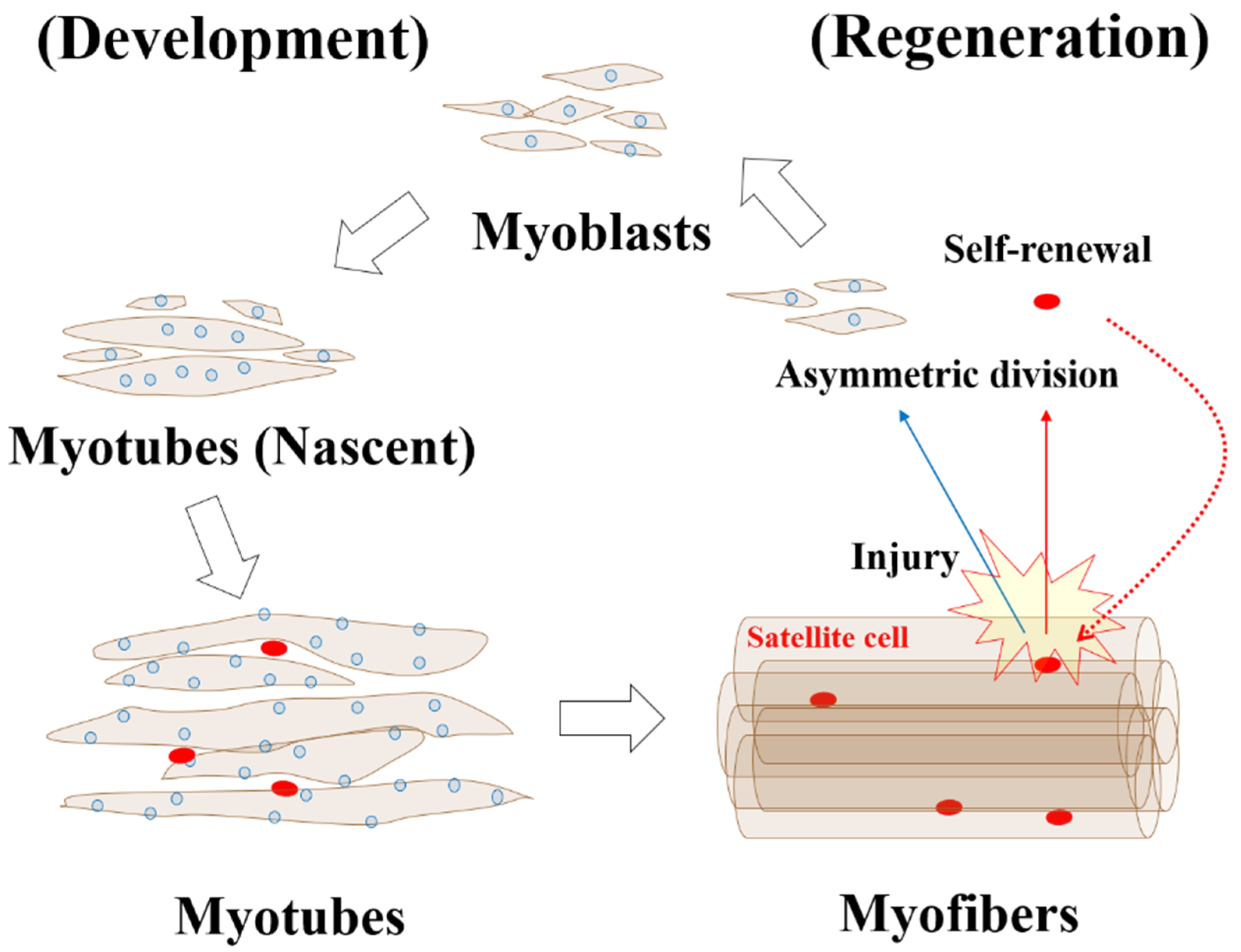 Nutrients 13 01538 g002