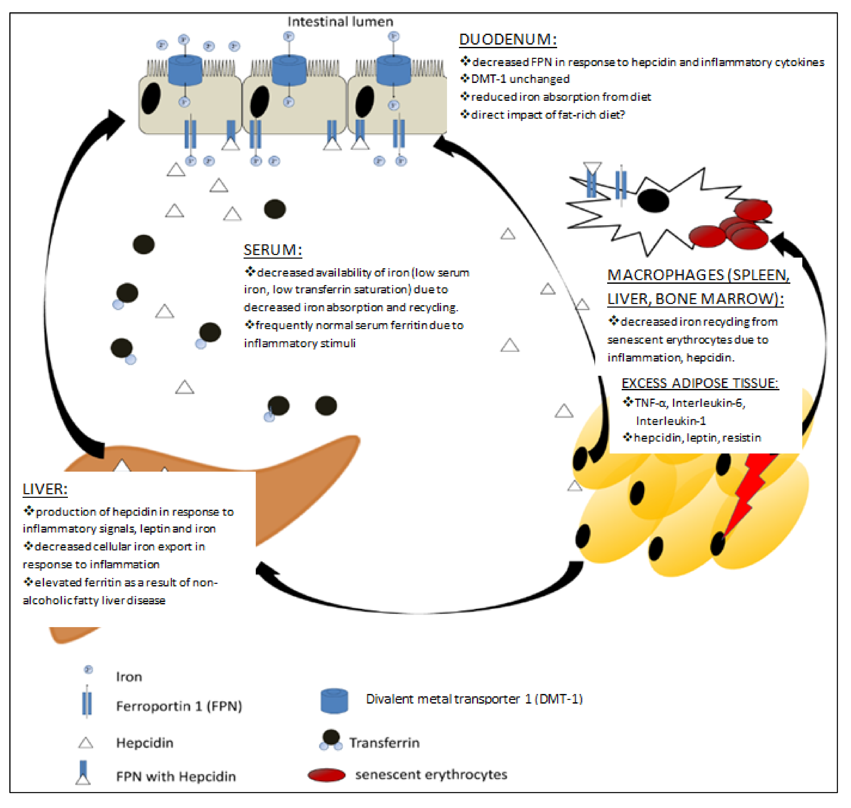 Nutrients 13 01572 g002