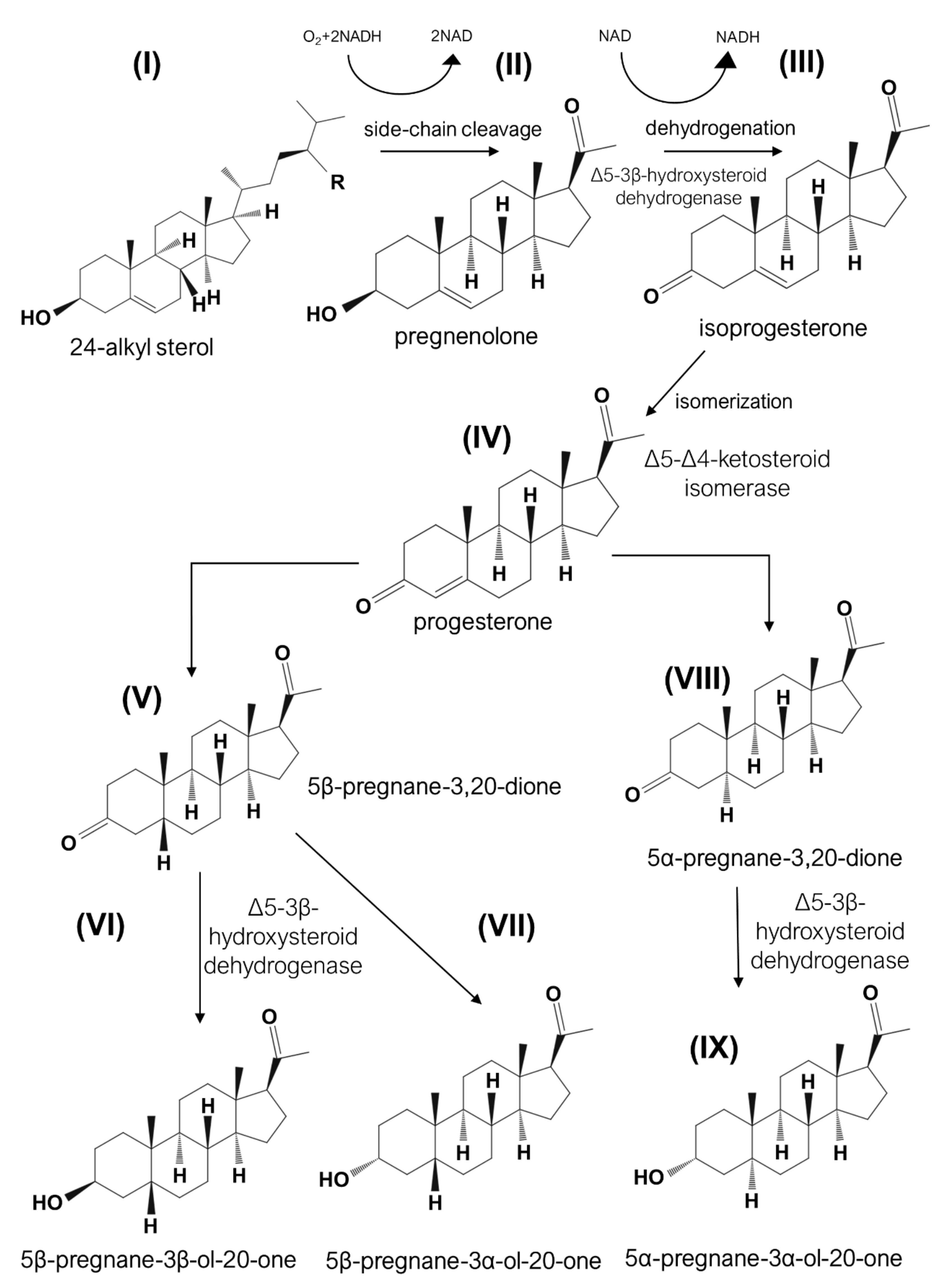 Nutrients 13 01623 g003 Nutrients 13 01623 g003