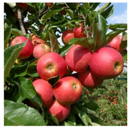 Nutrients 13 01625 i001