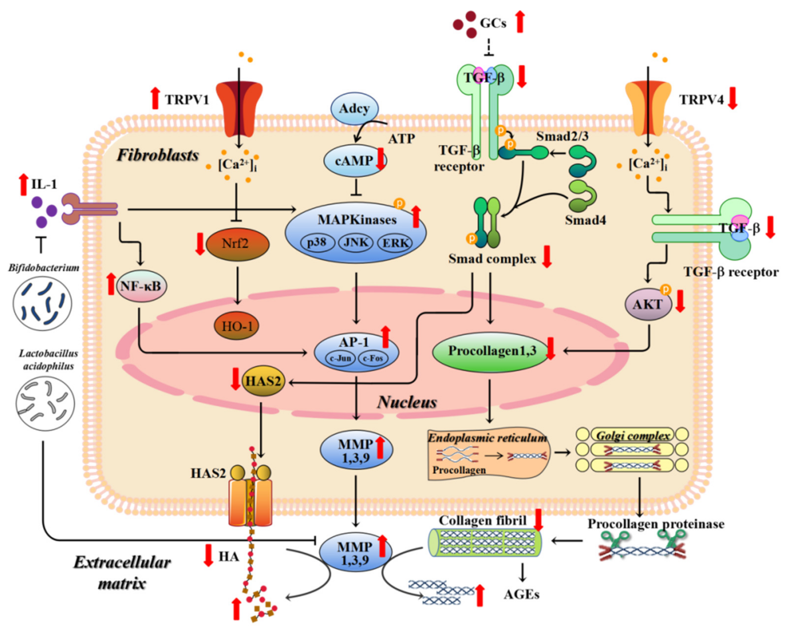 Nutrients 13 01691 g001