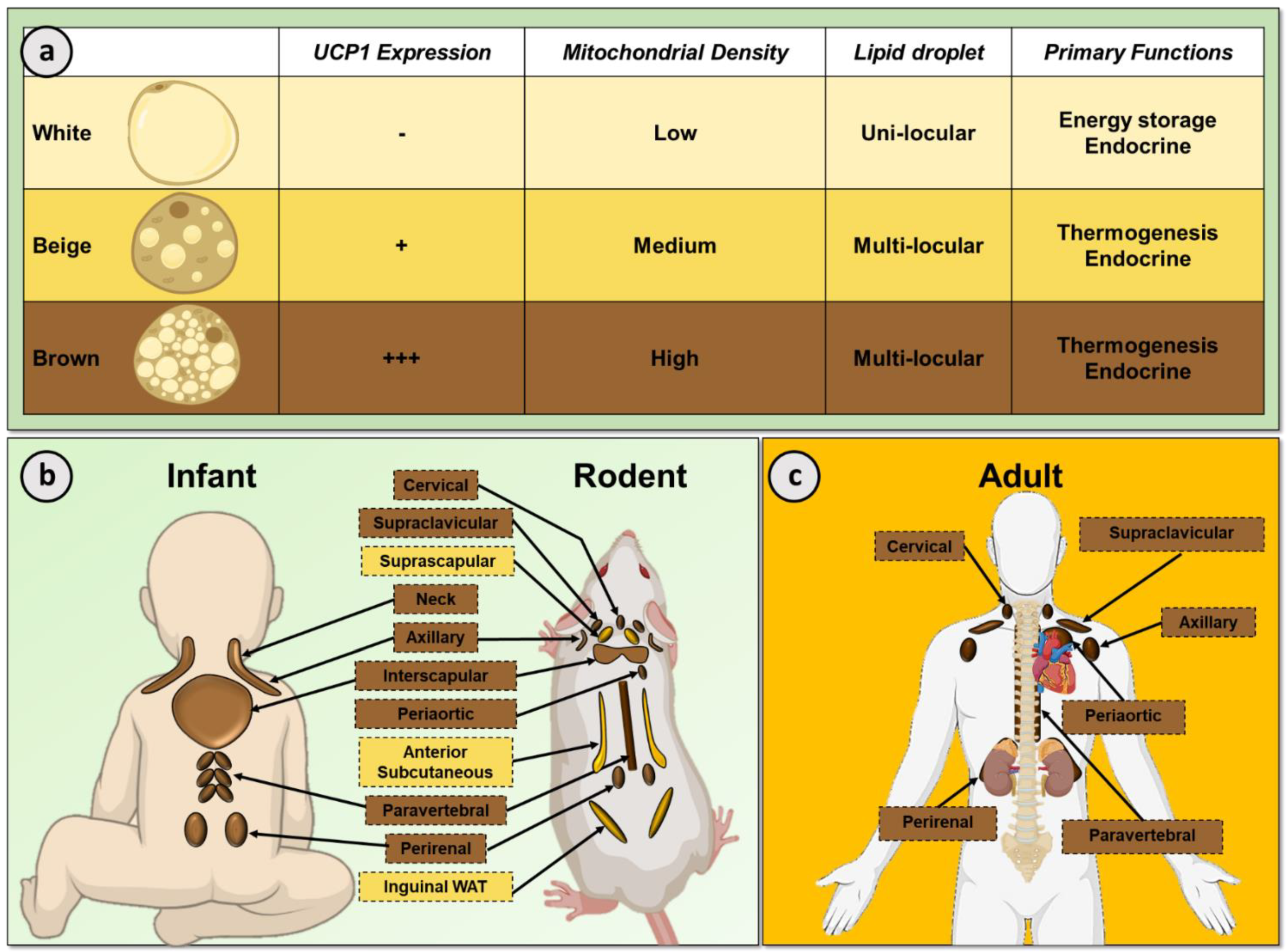 Nutrients 13 01748 g001