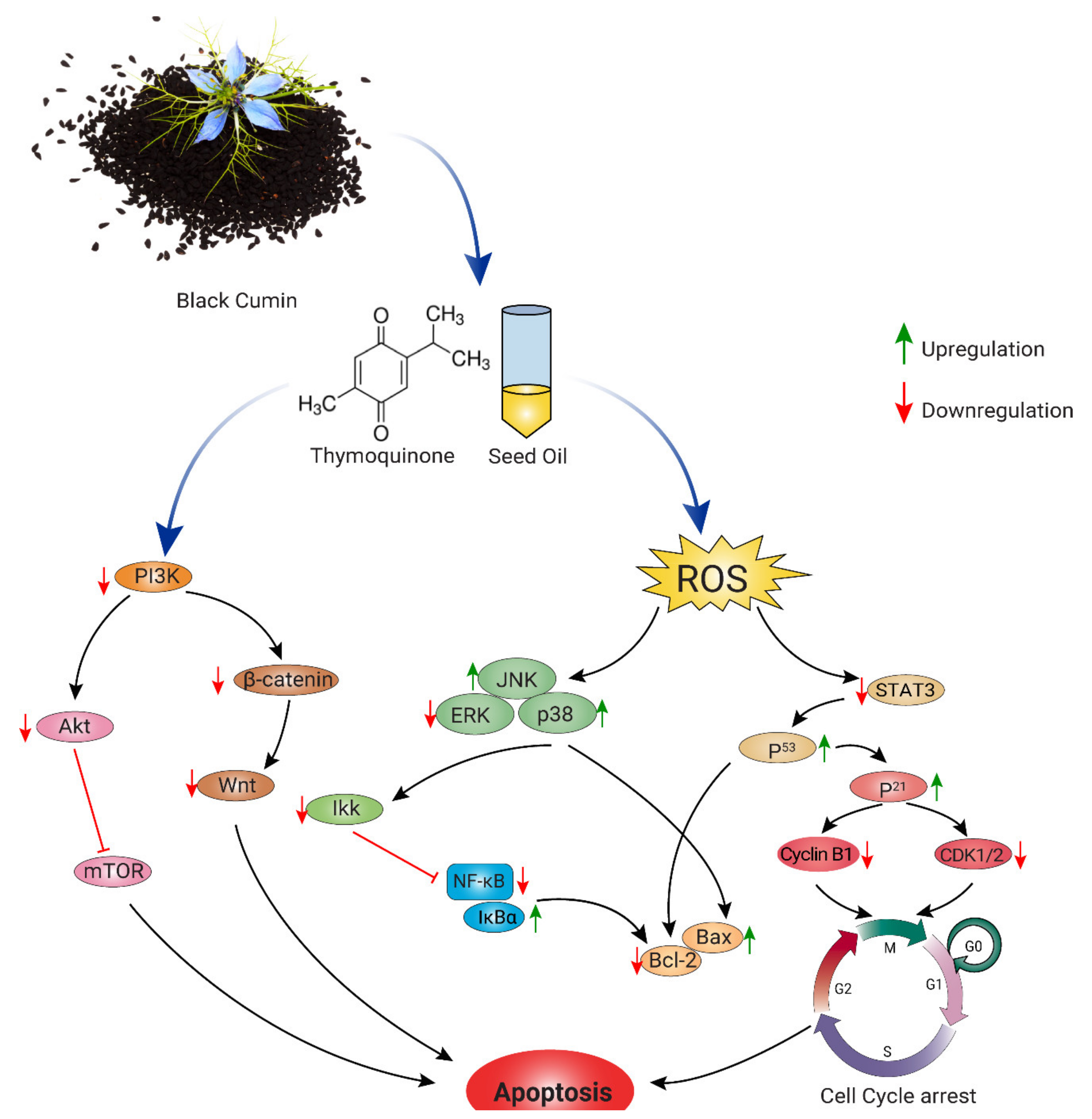 Nutrients 13 01784 g004 Nutrients 13 01784 g004
