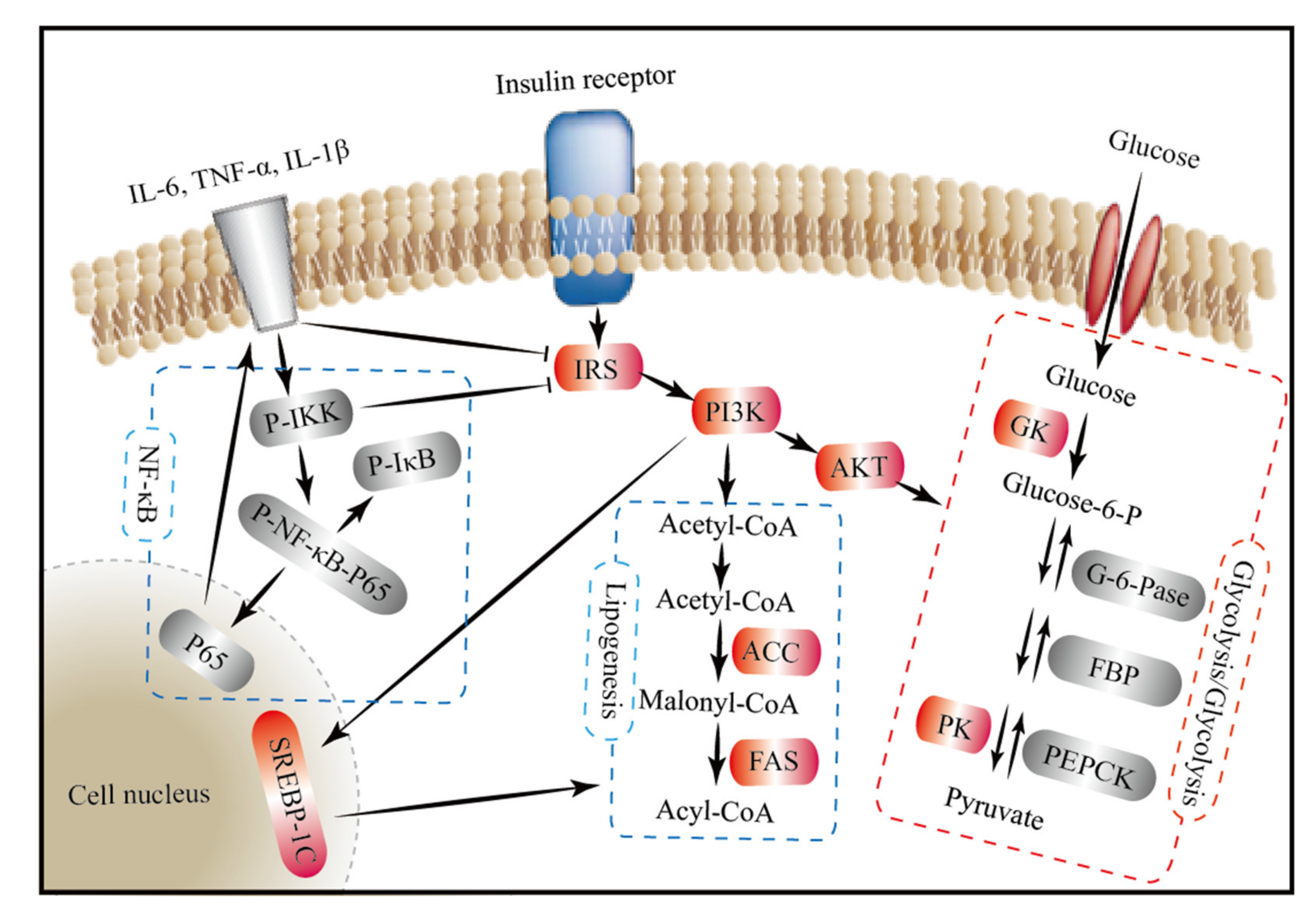 Nutrients 13 01837 g008
