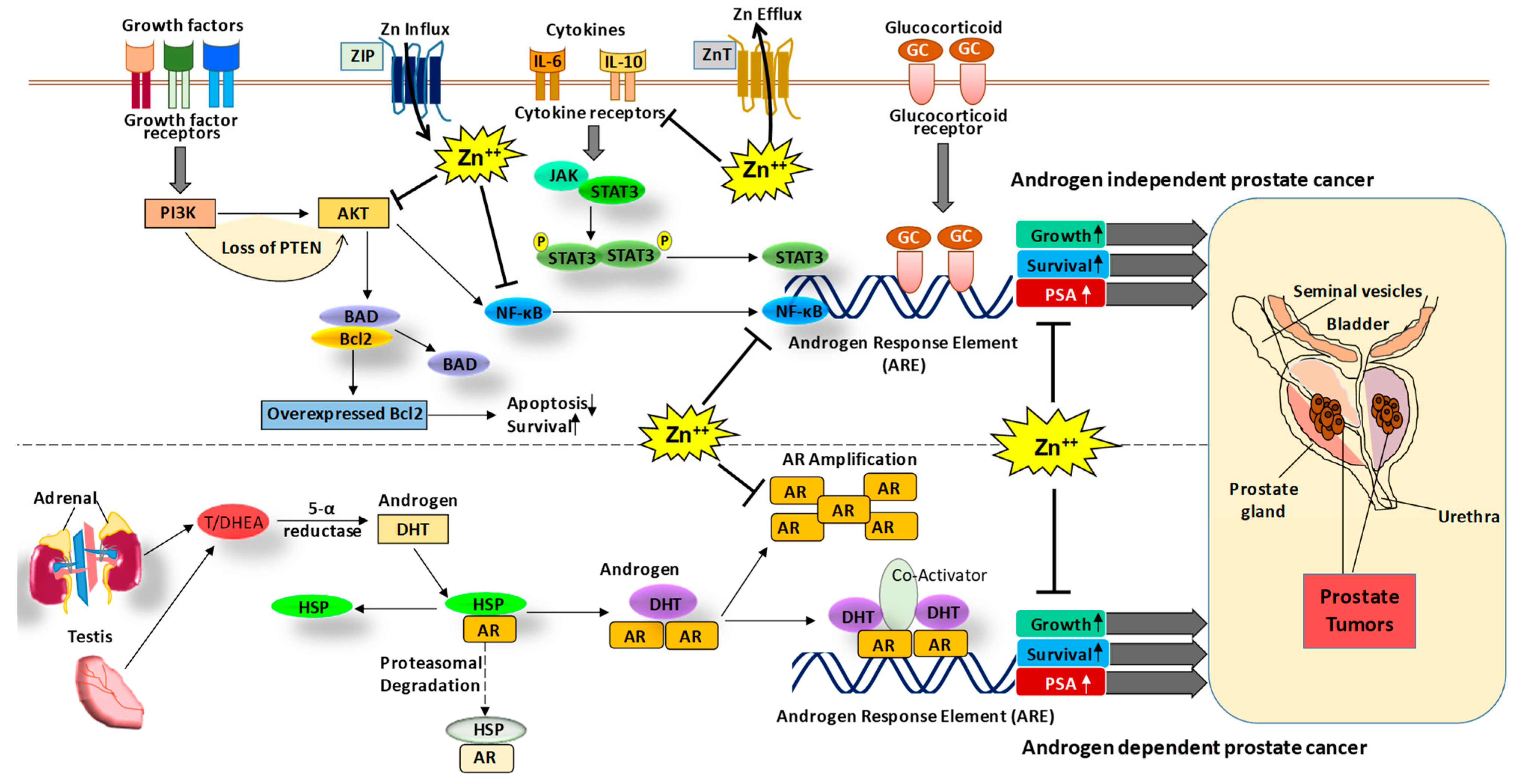 Nutrients 13 01867 g001
