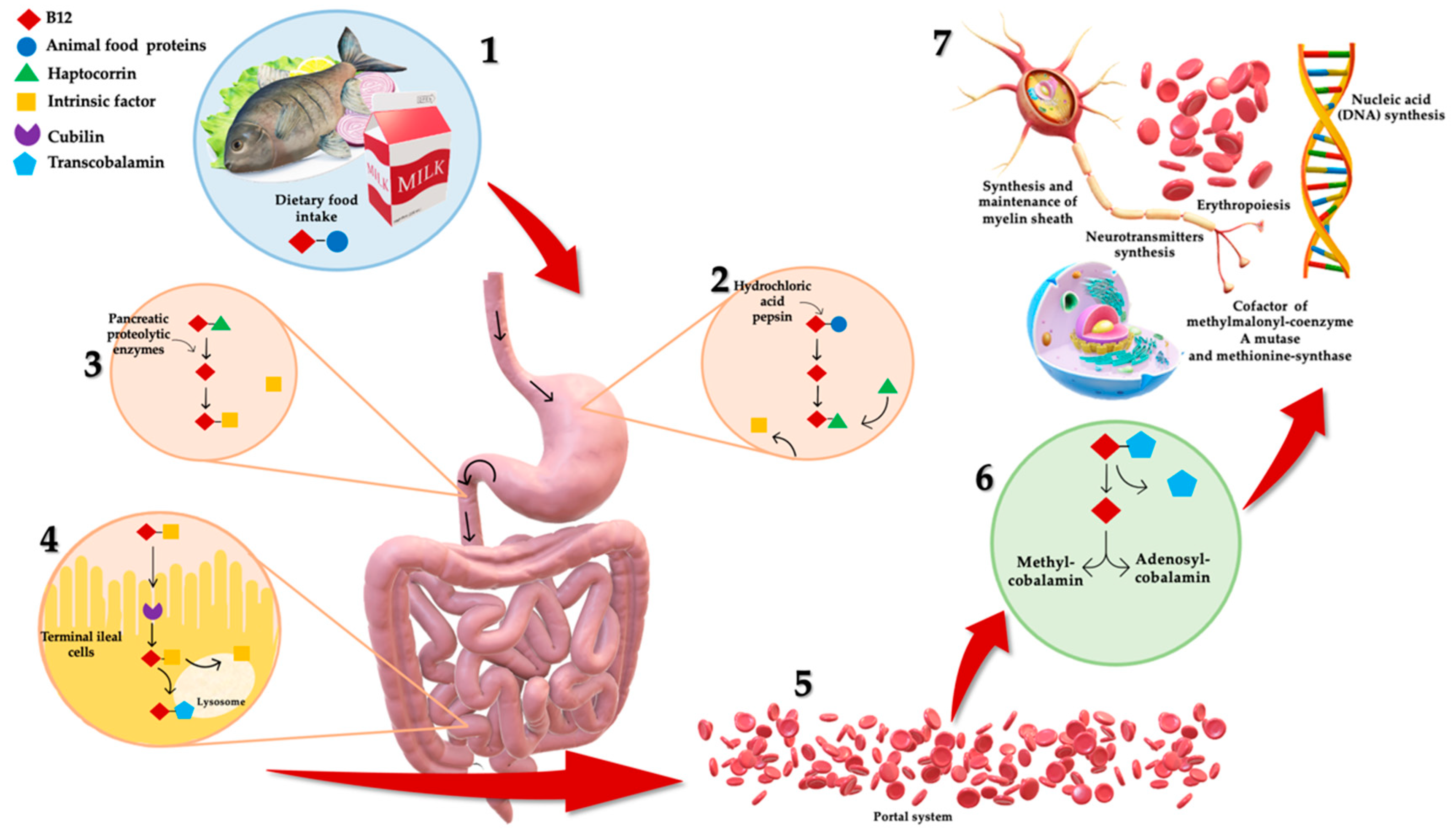 Nutrients 13 01913 g001 Nutrients 13 01913 g001
