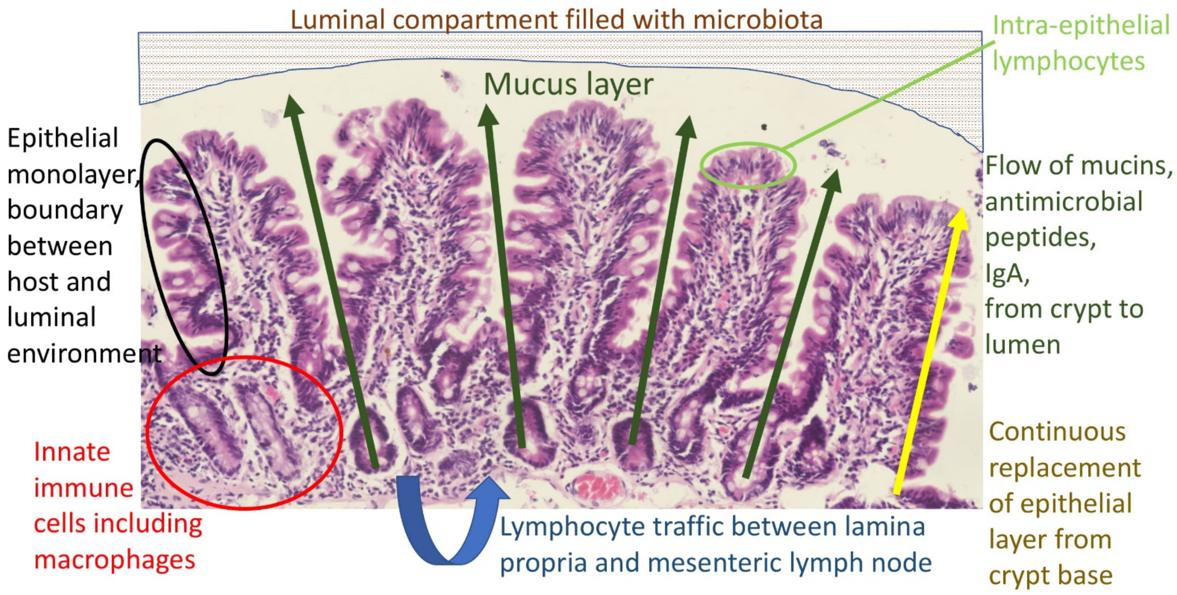 Nutrients 13 01956 g001