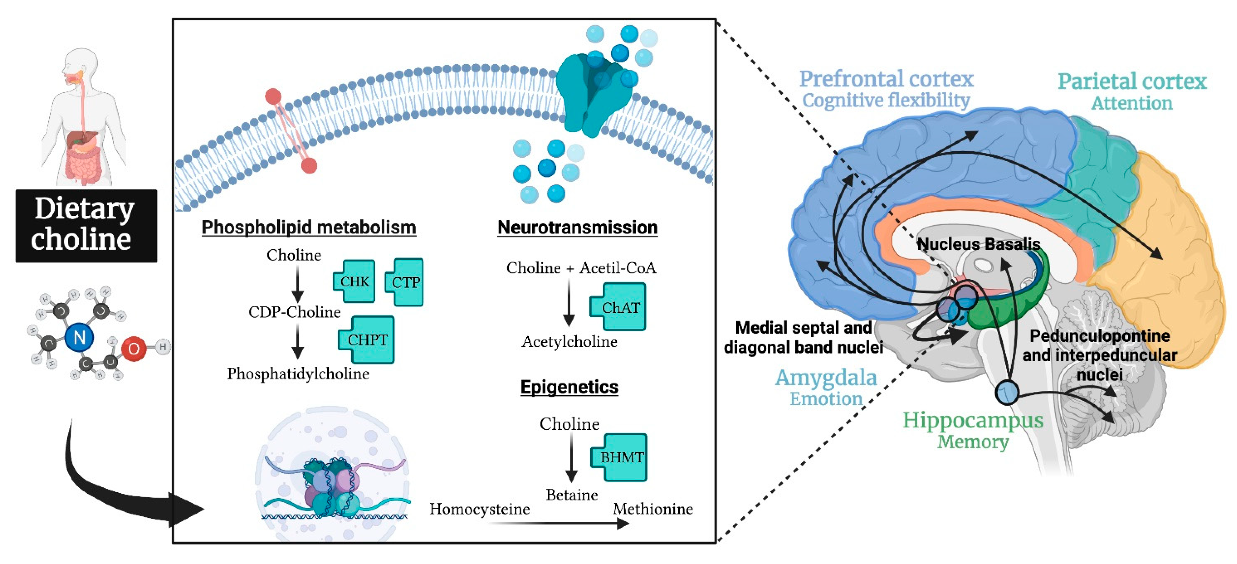 Nutrients 13 01966 g001 Nutrients 13 01966 g001