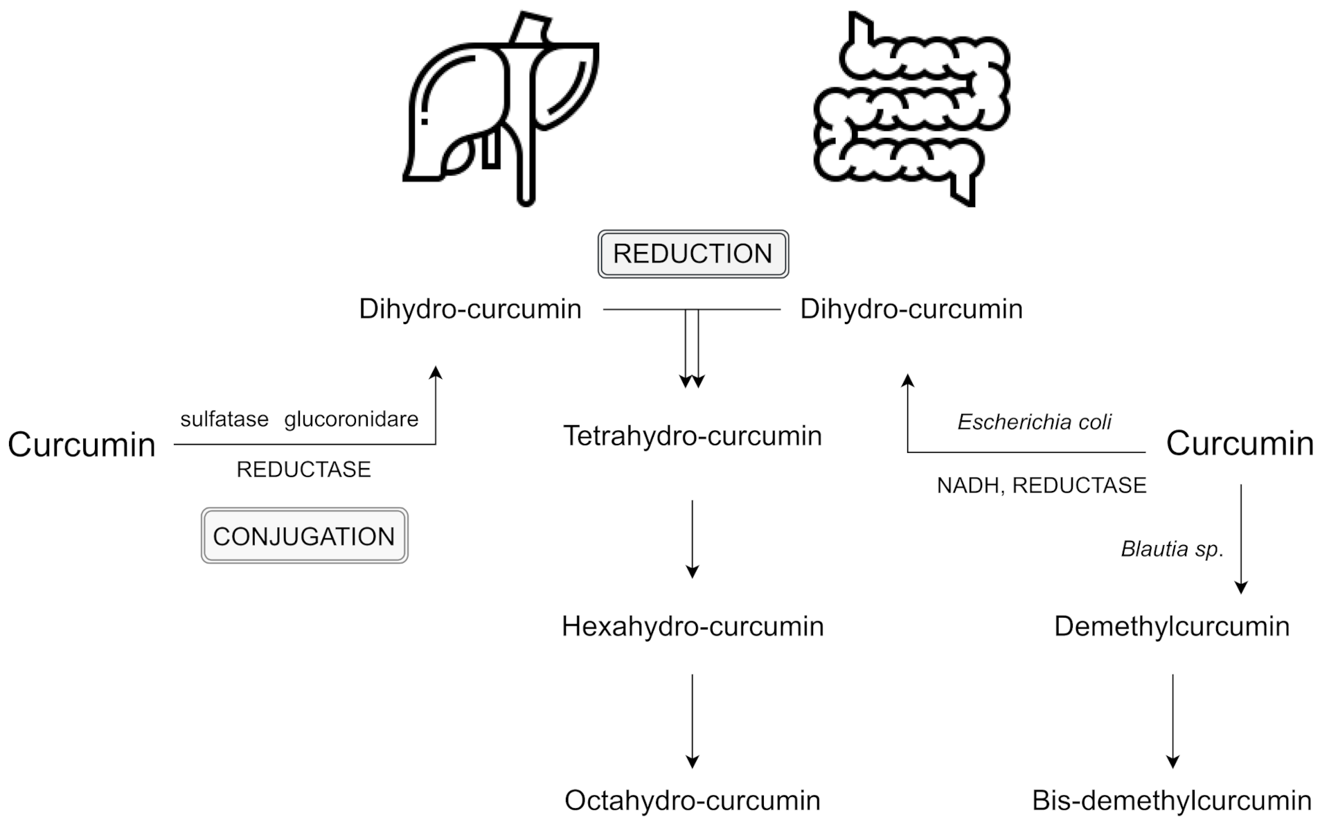 Nutrients 13 02004 g001