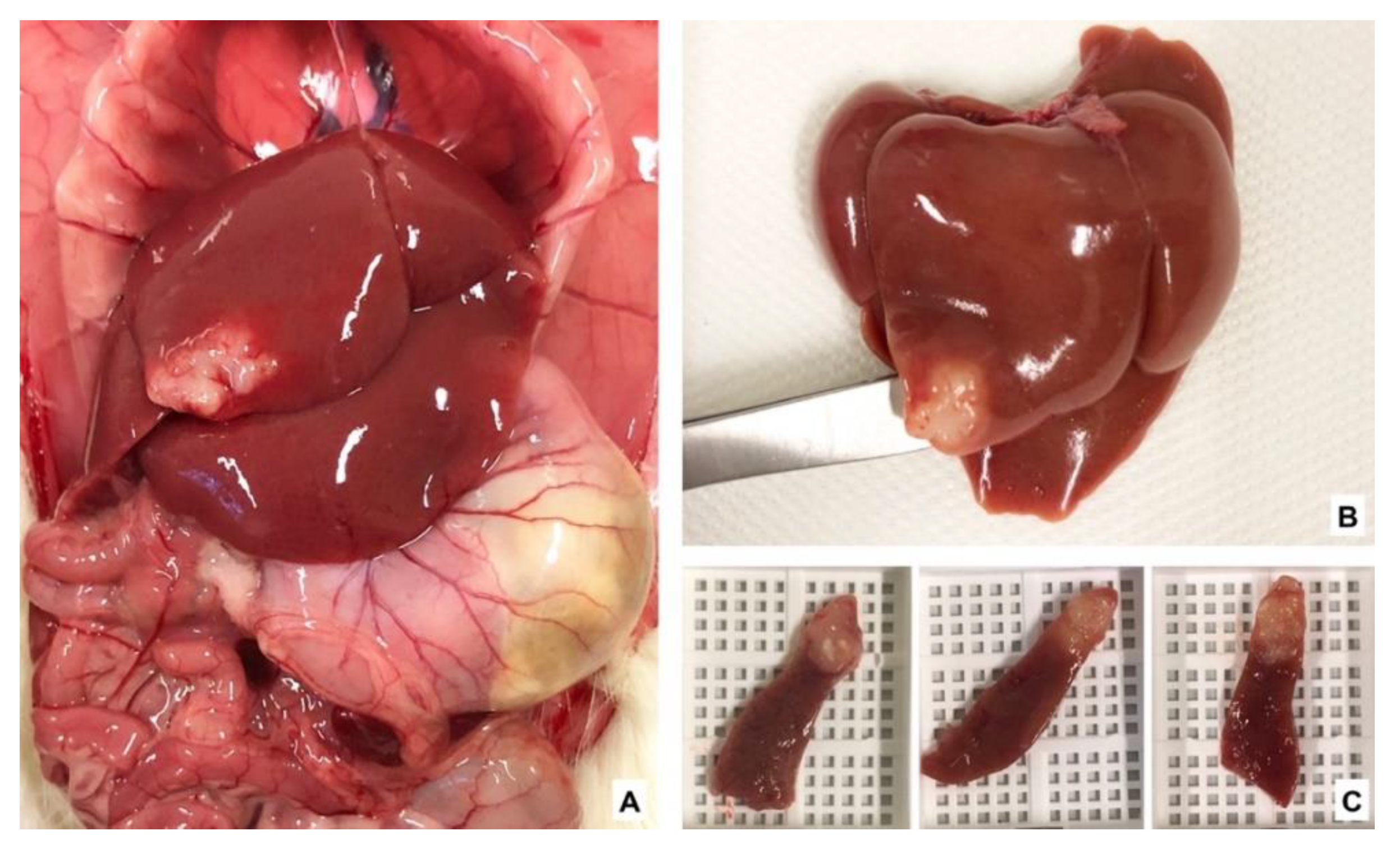 Nutrients 13 02035 g003