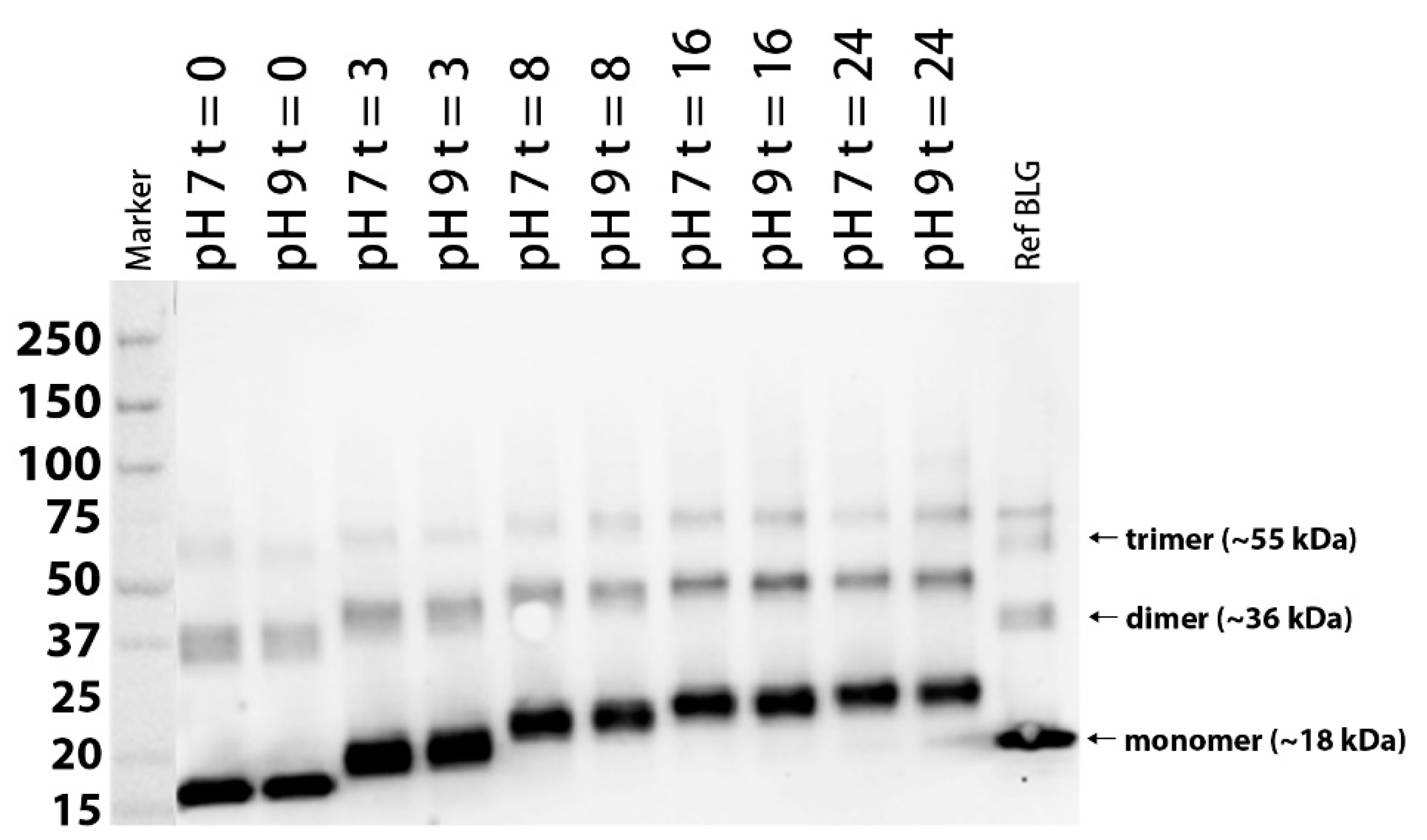 Nutrients 13 02041 g001
