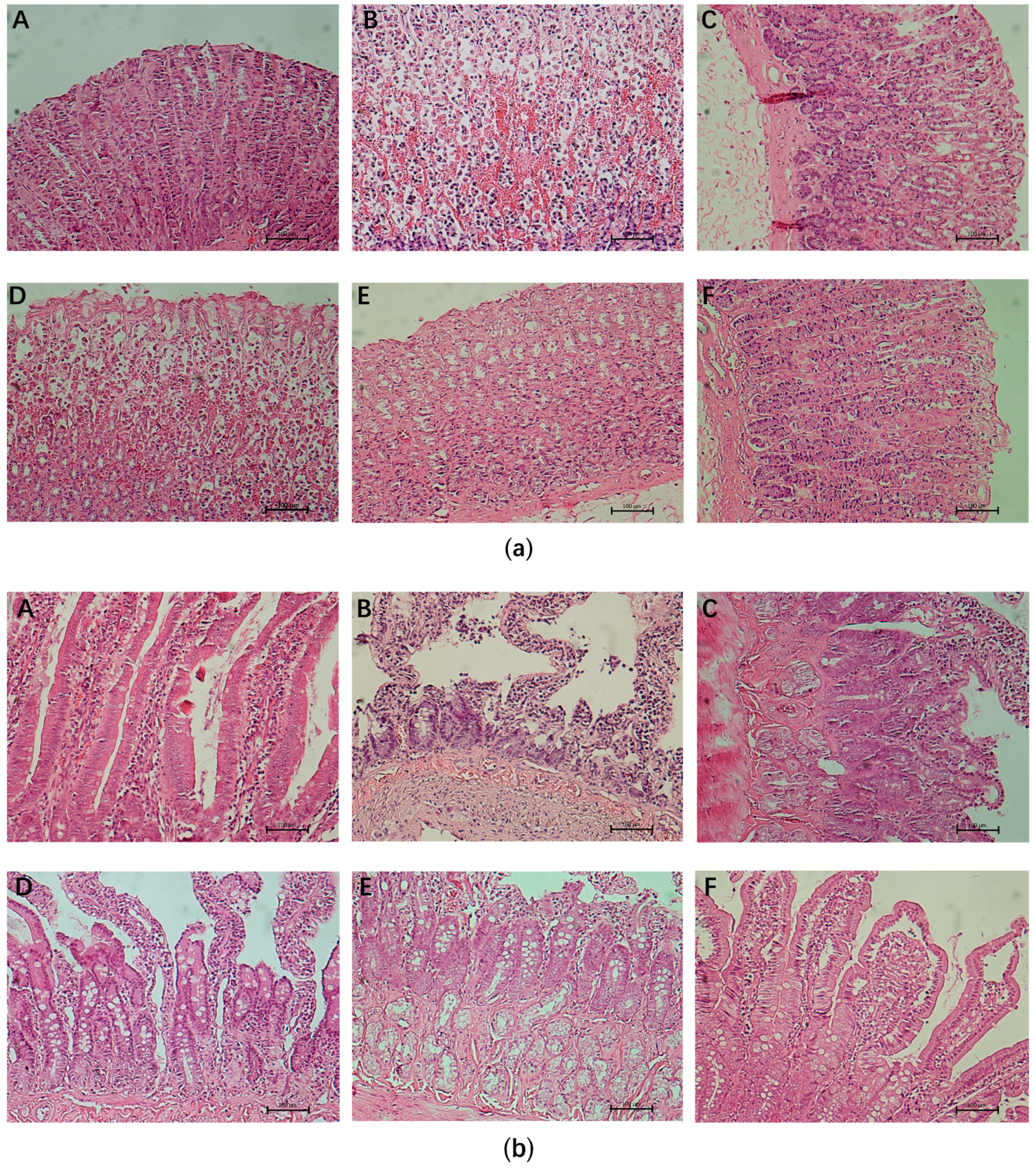 Nutrients 13 02078 g002