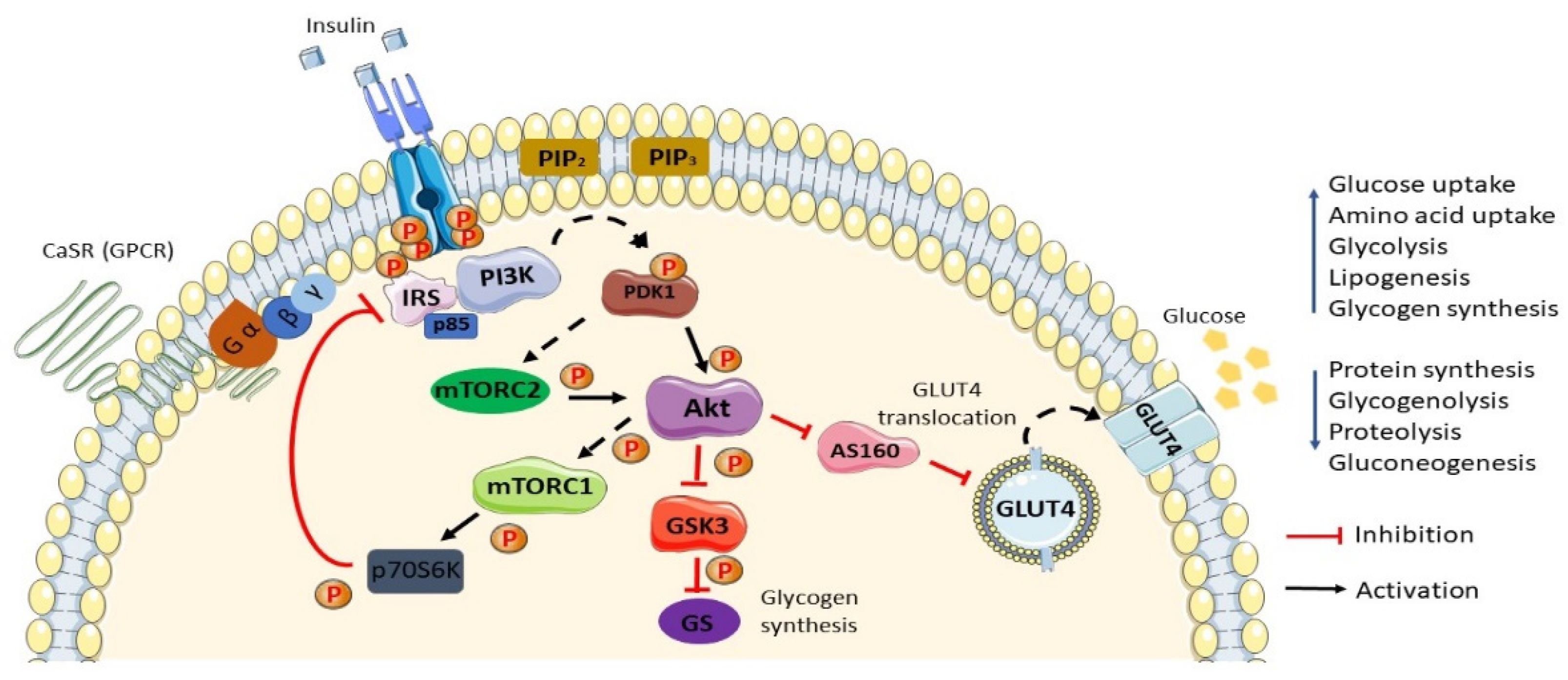 Nutrients 13 02229 g001