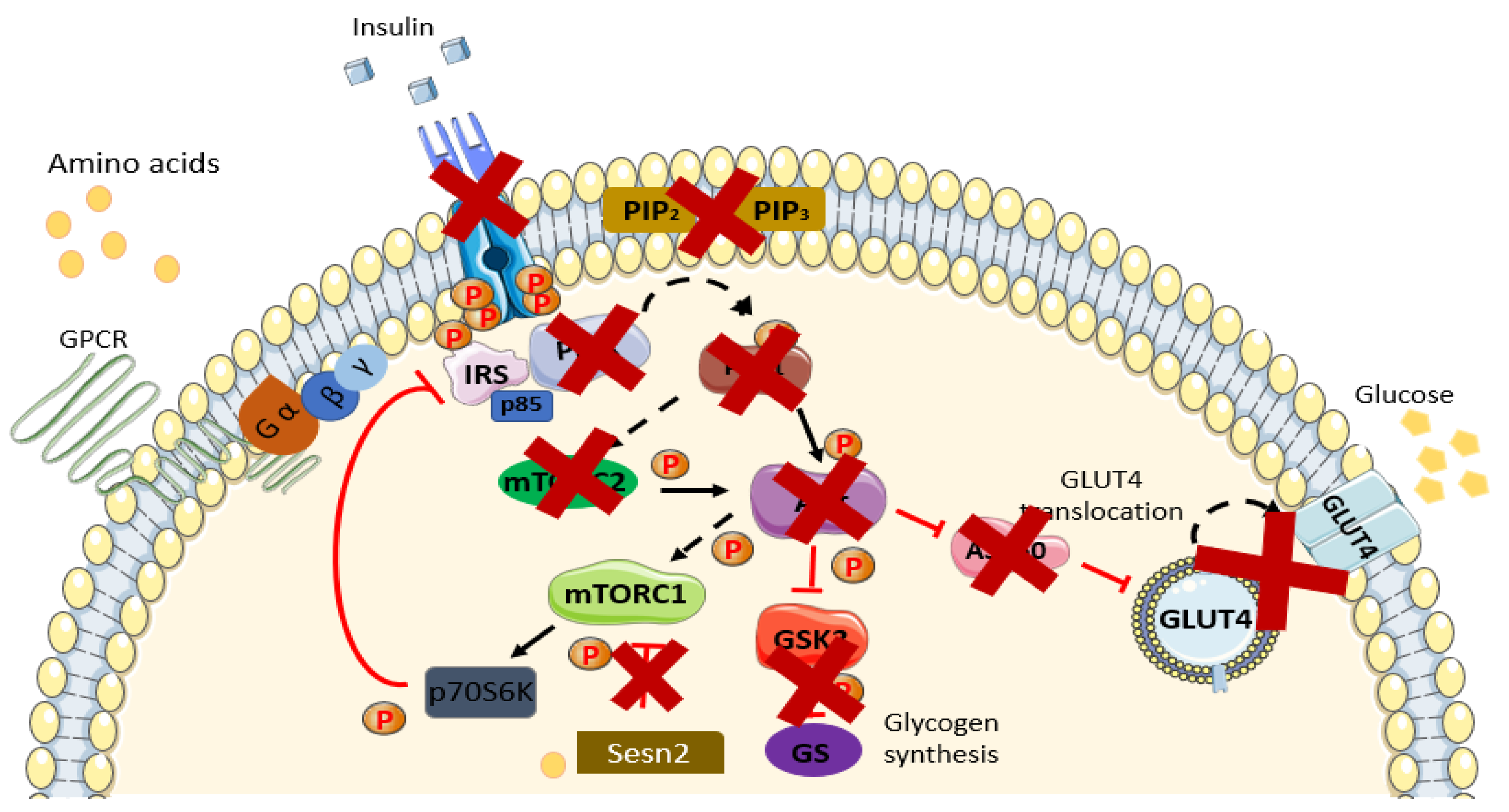 Nutrients 13 02229 g002