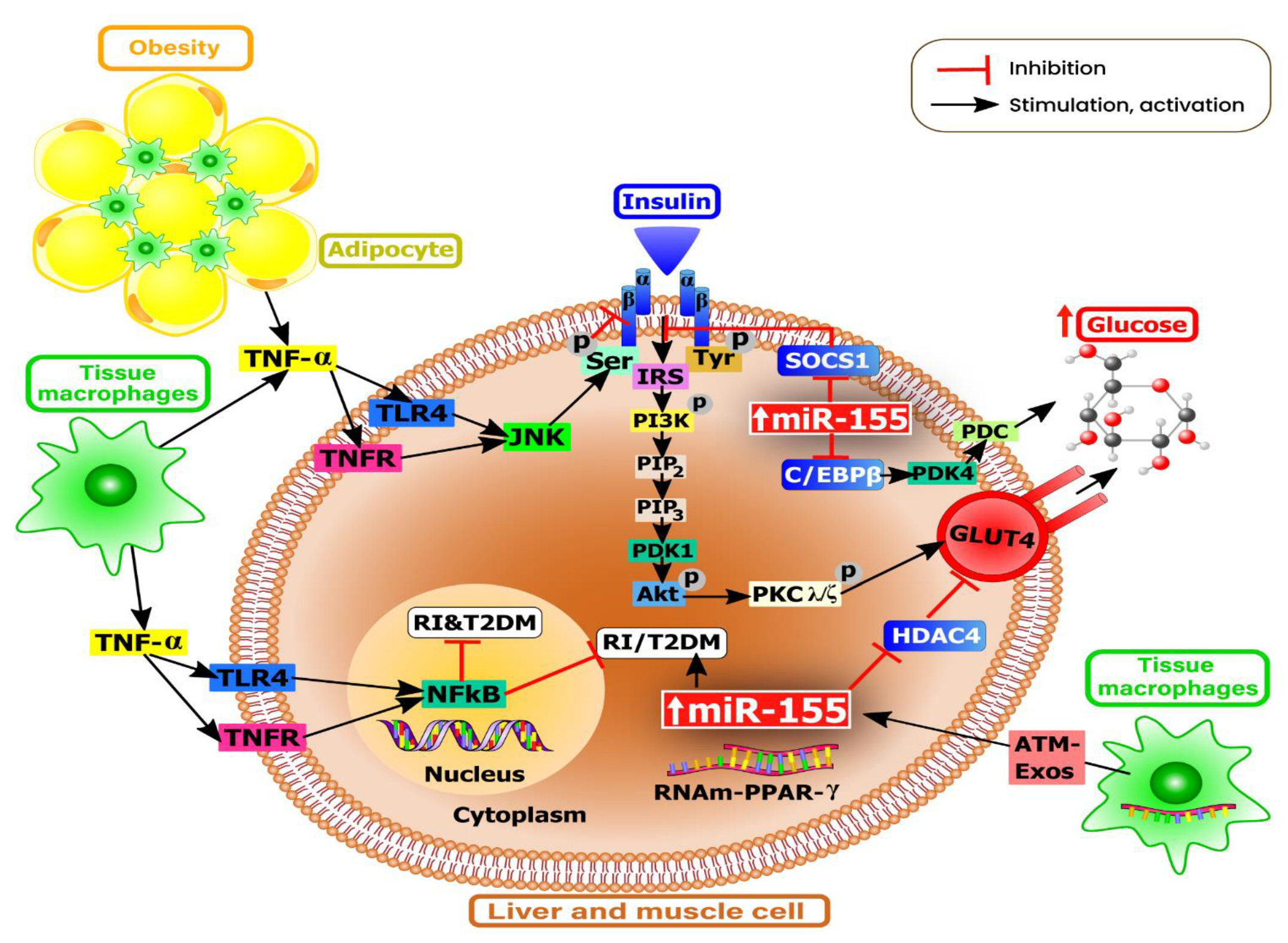 Nutrients 13 02245 g002
