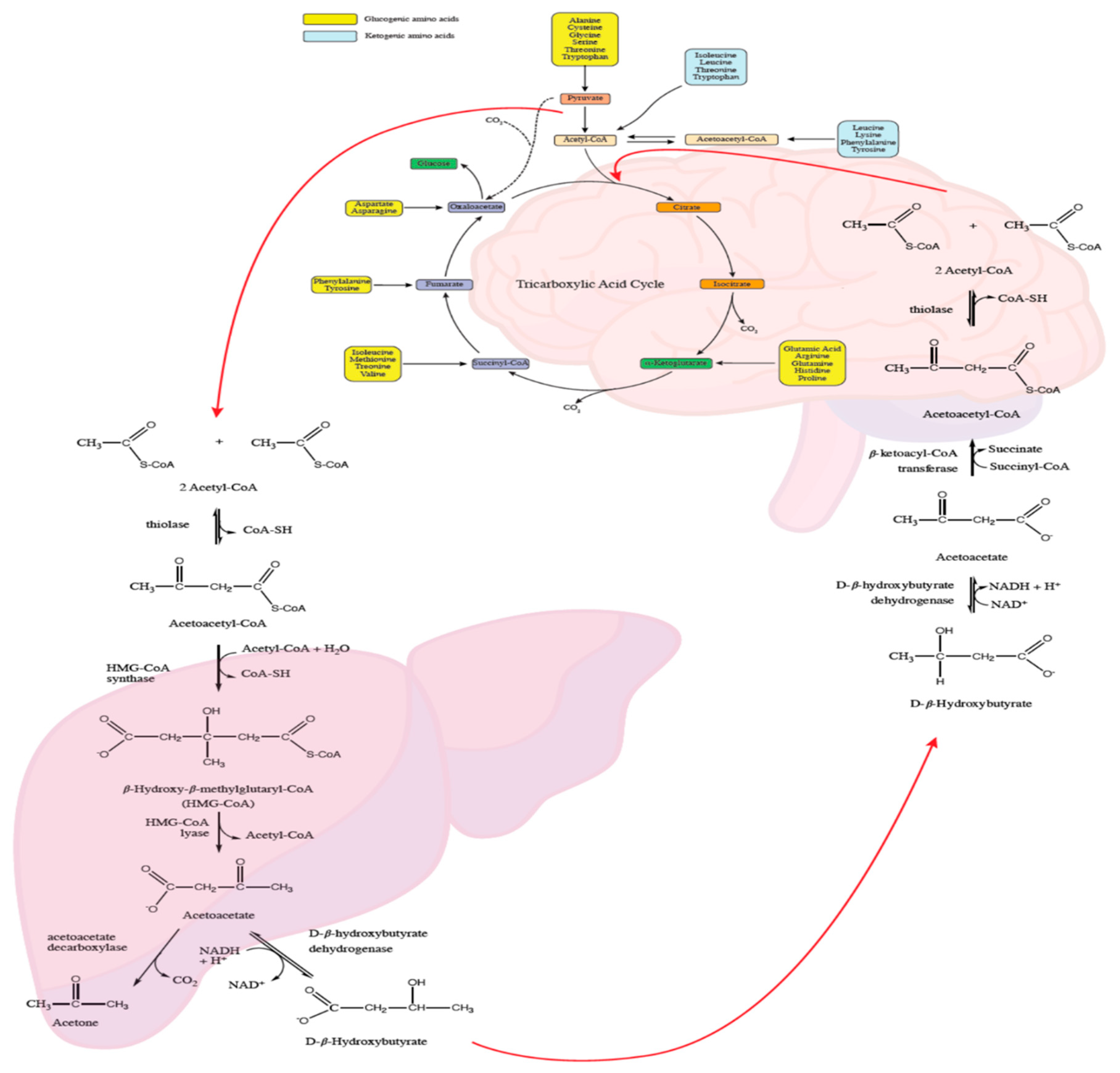 Nutrients 13 02307 g002
