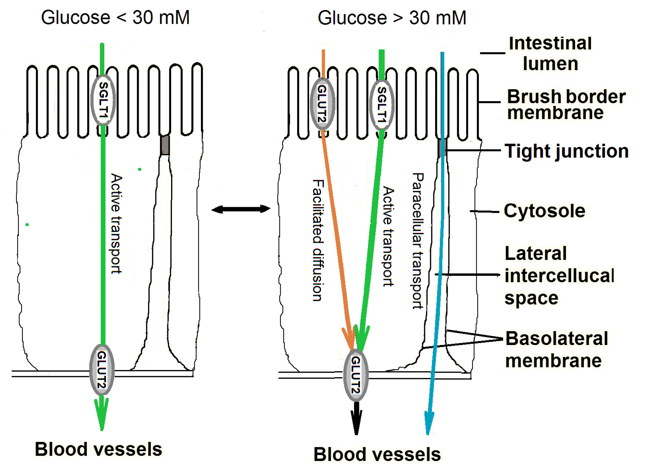 Nutrients 13 02474 g001 Nutrients 13 02474 g001