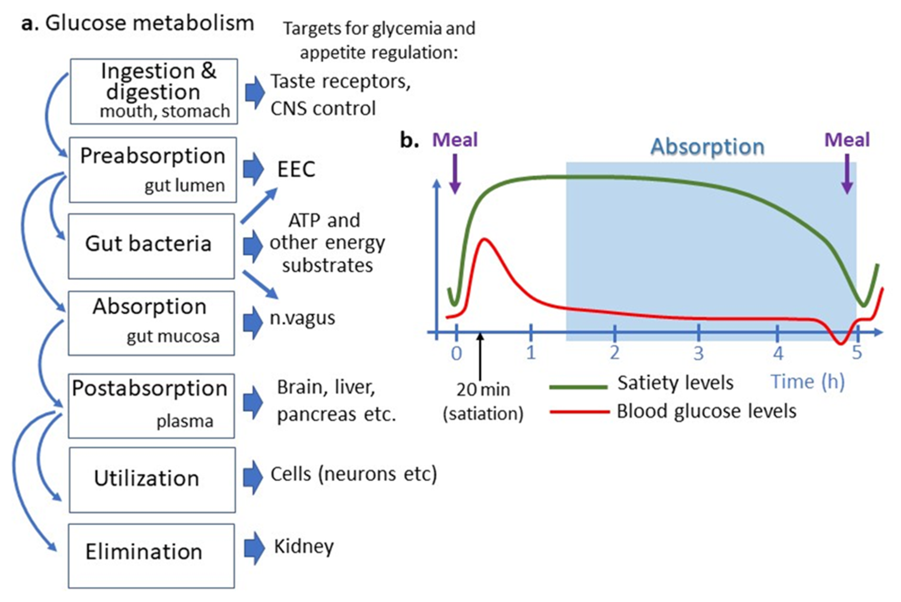 Nutrients 13 02474 g002 Nutrients 13 02474 g002