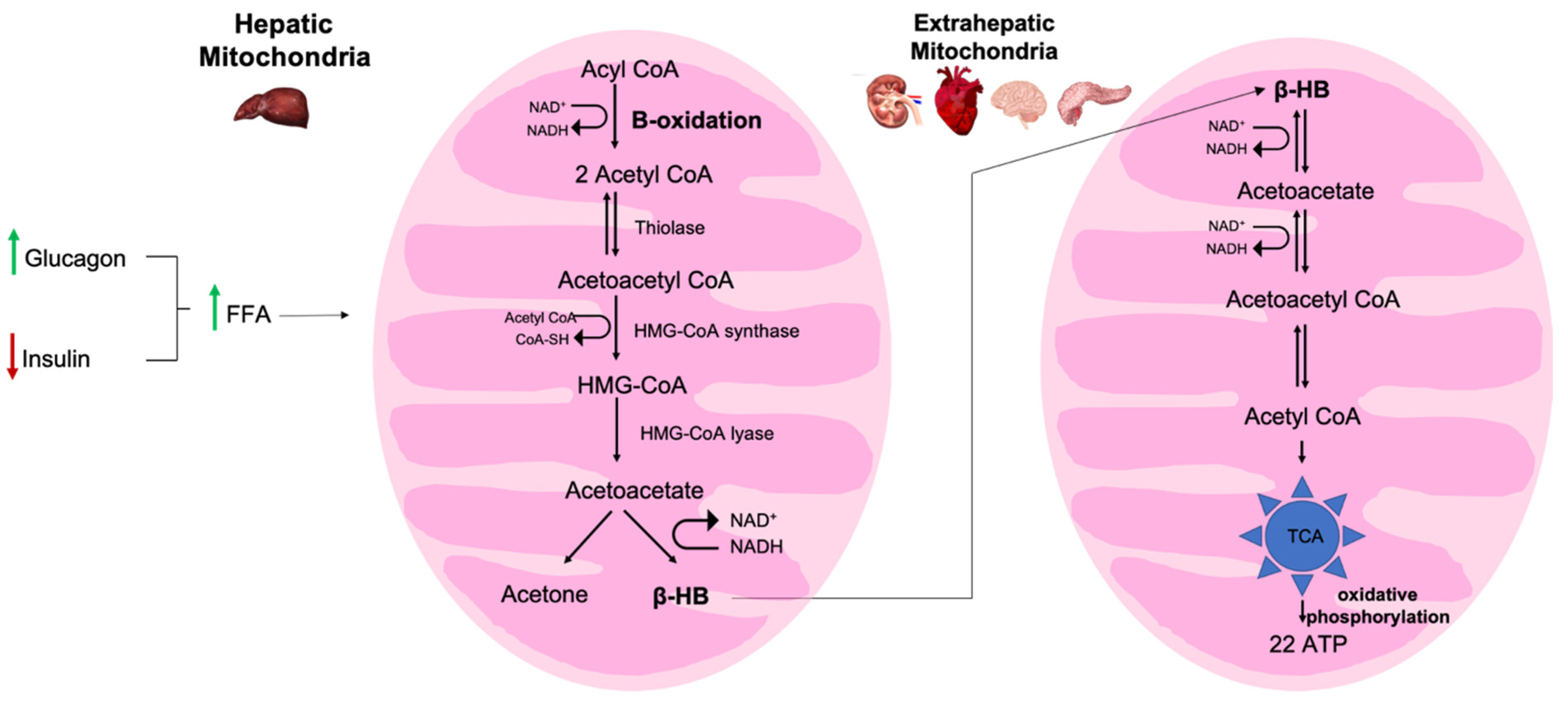 Nutrients 13 02482 g002