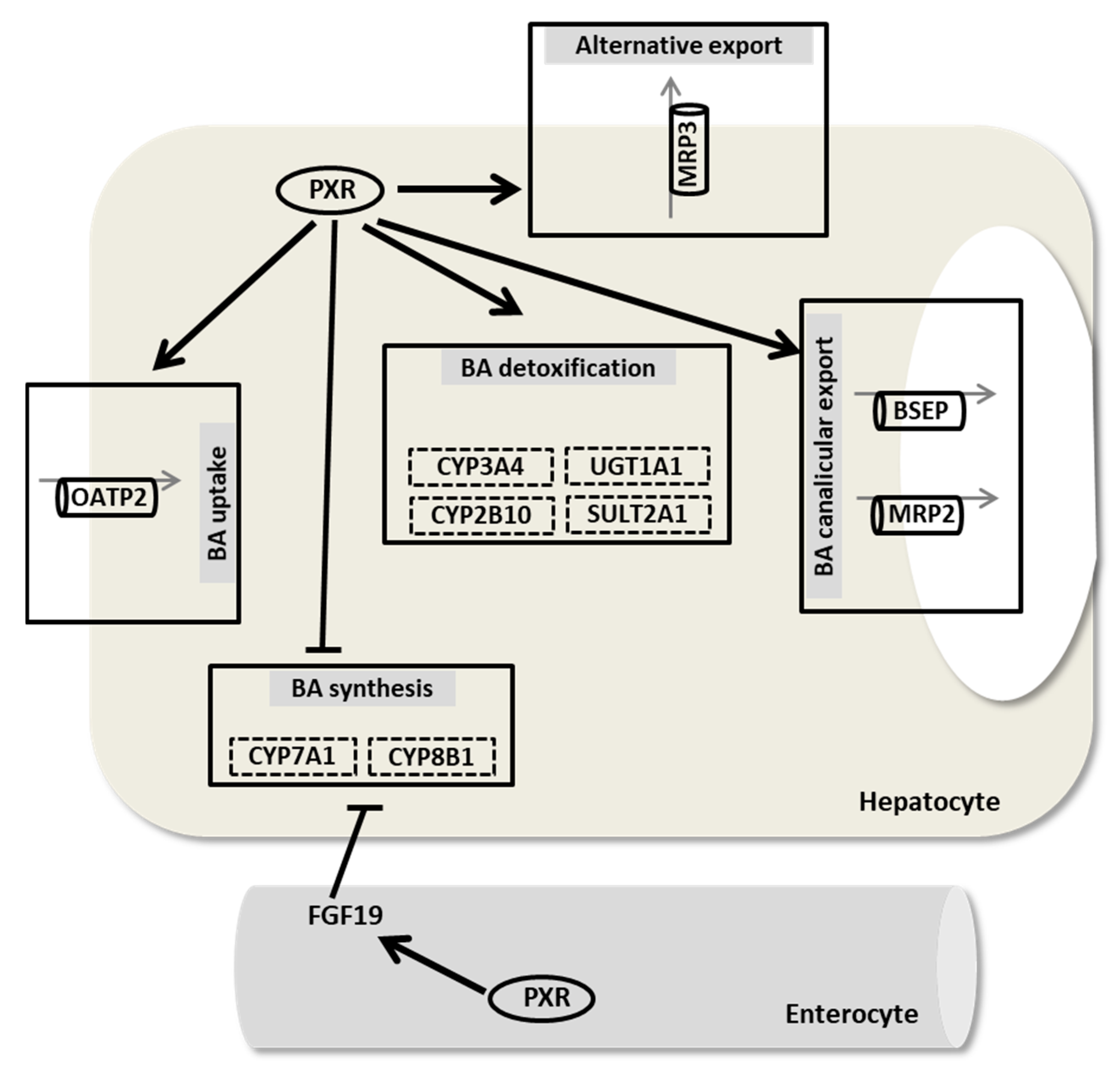 Nutrients 13 02515 g002 Nutrients 13 02515 g002